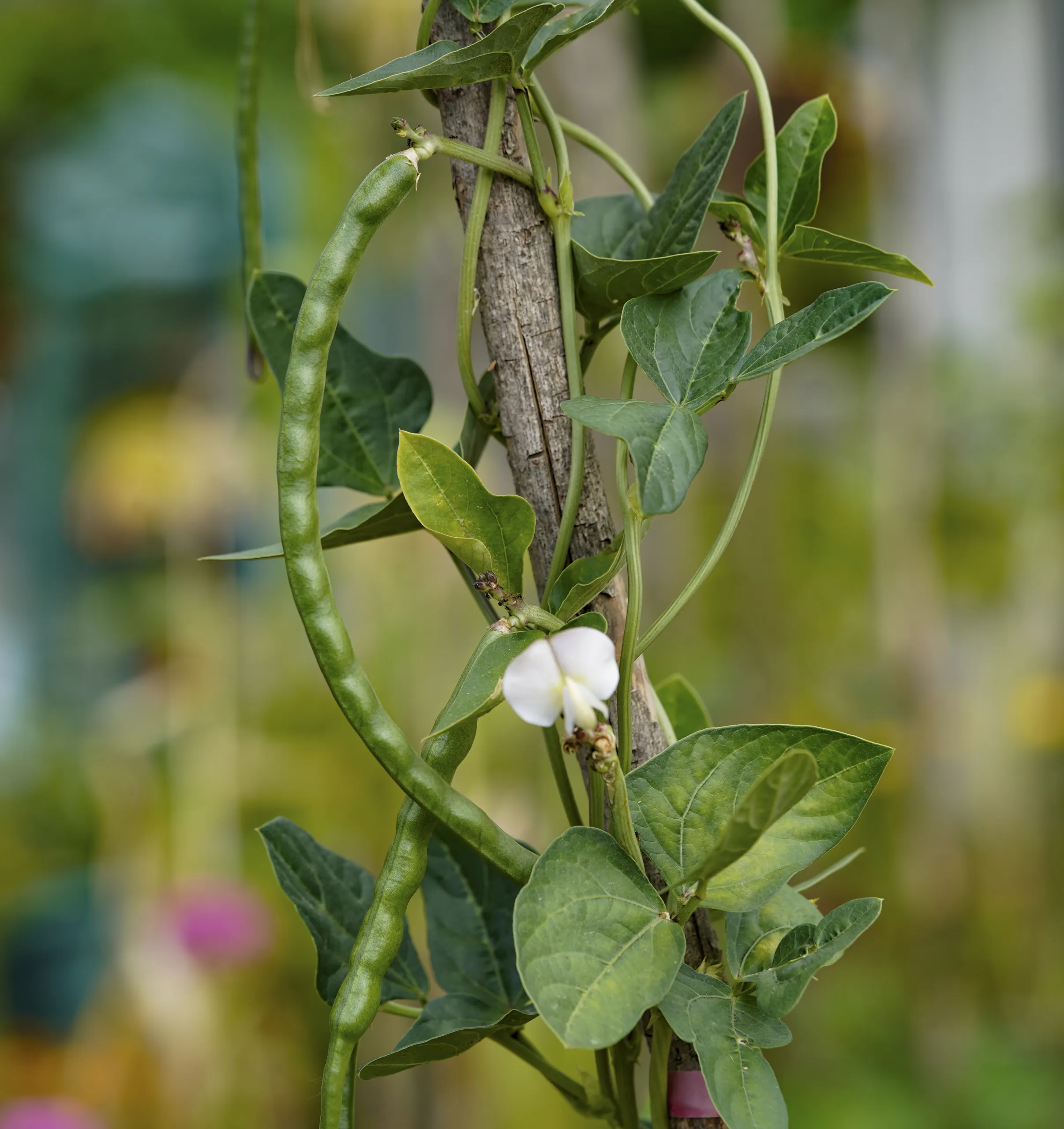 Vigna unguiculata