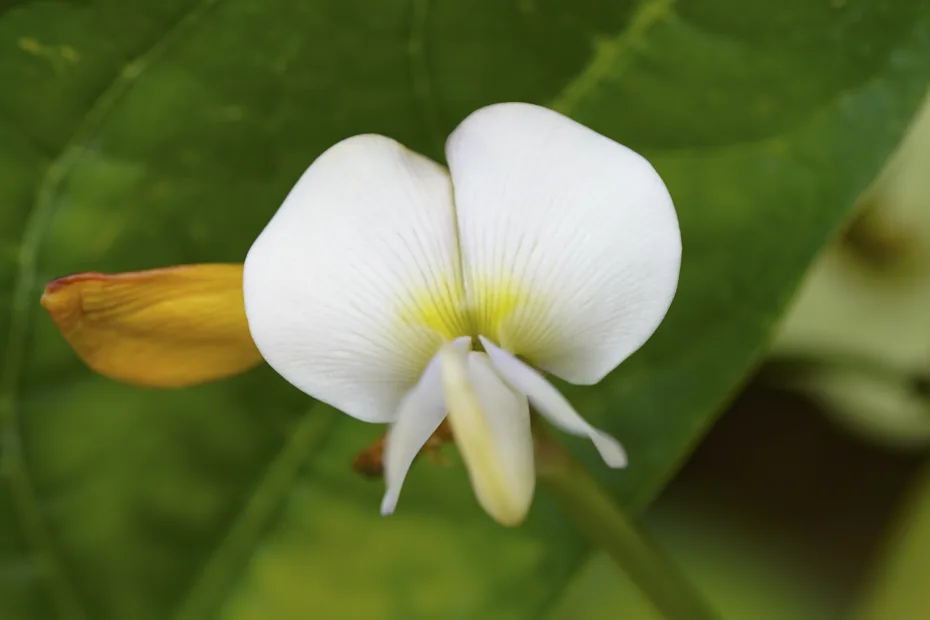 Vigna unguiculata