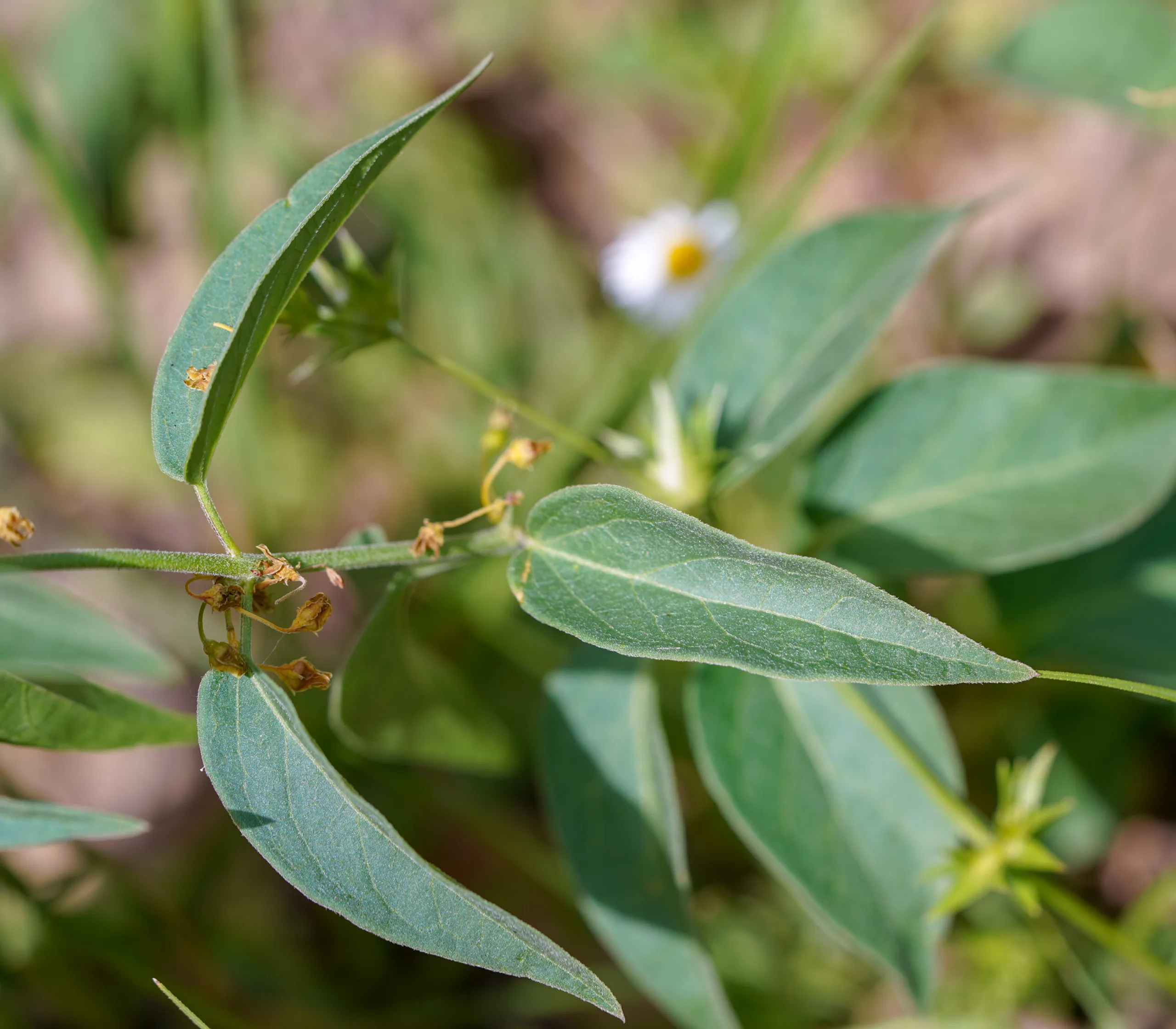 Vincetoxicum fuscatum