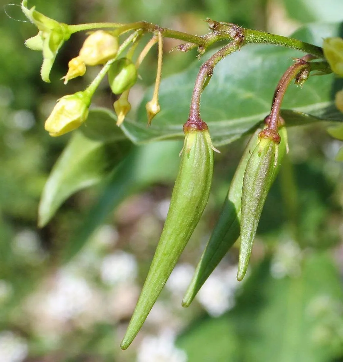 Vincetoxicum hirundinaria