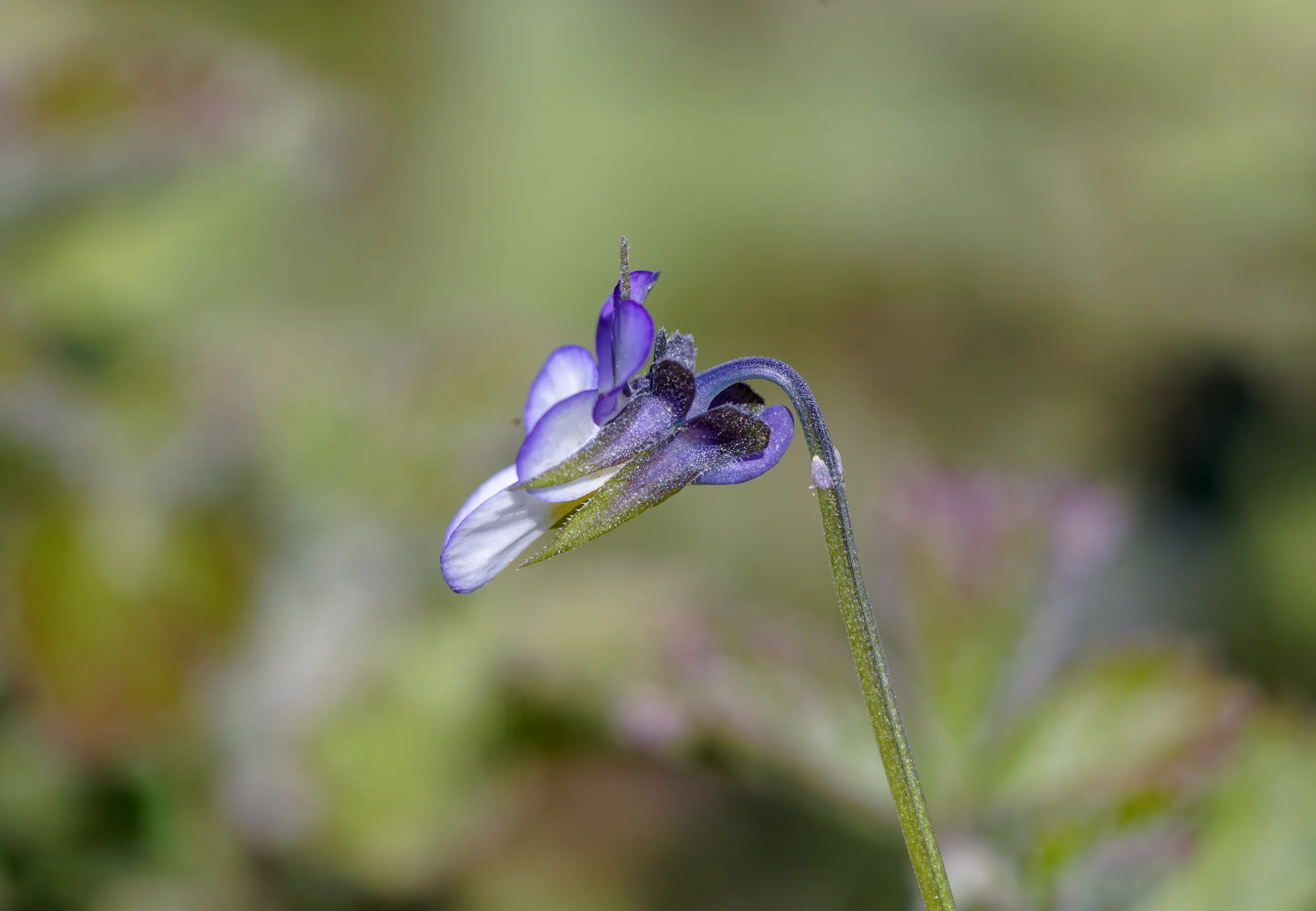 Viola arvensis