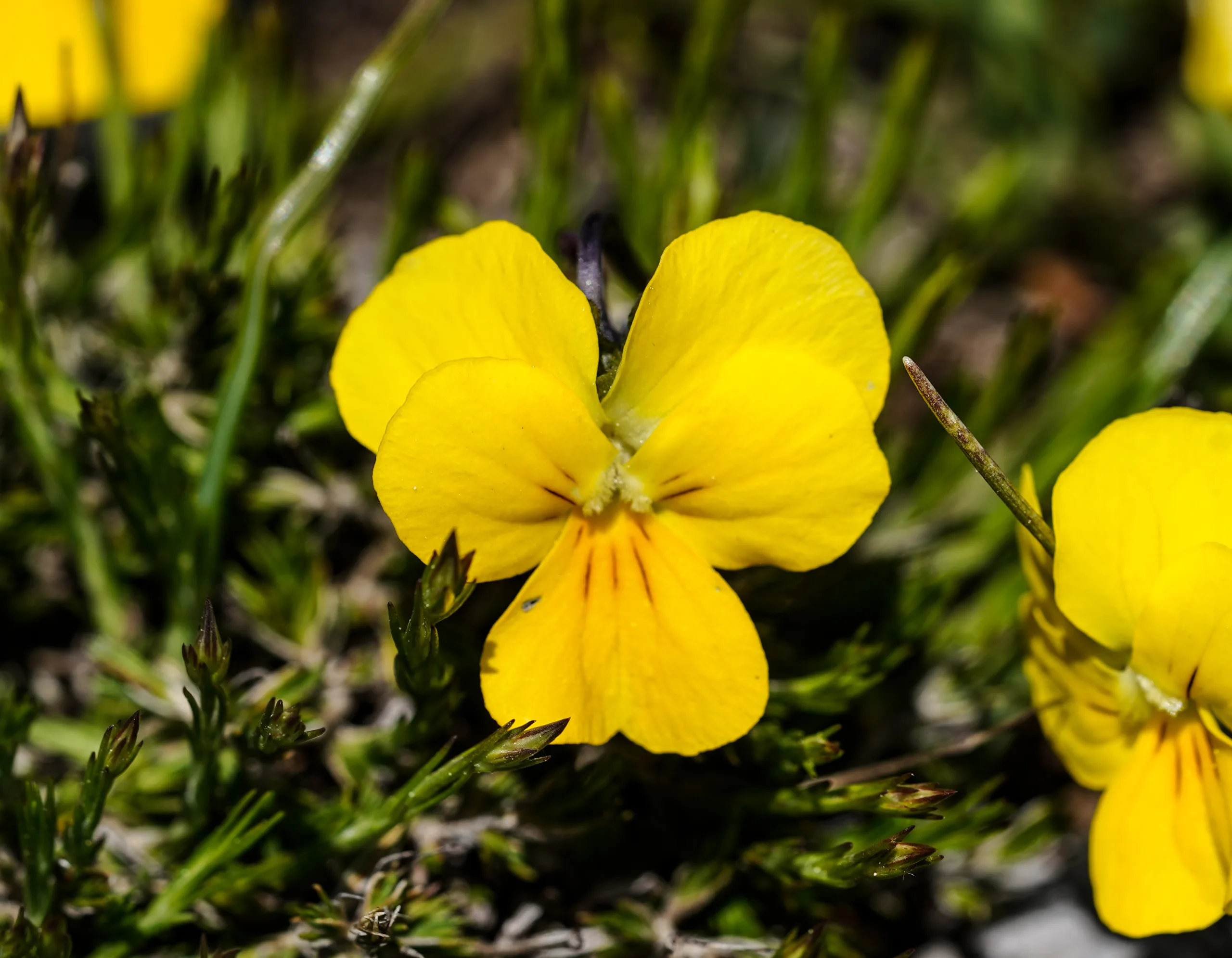 Viola gracilis (Kır menekşesi)