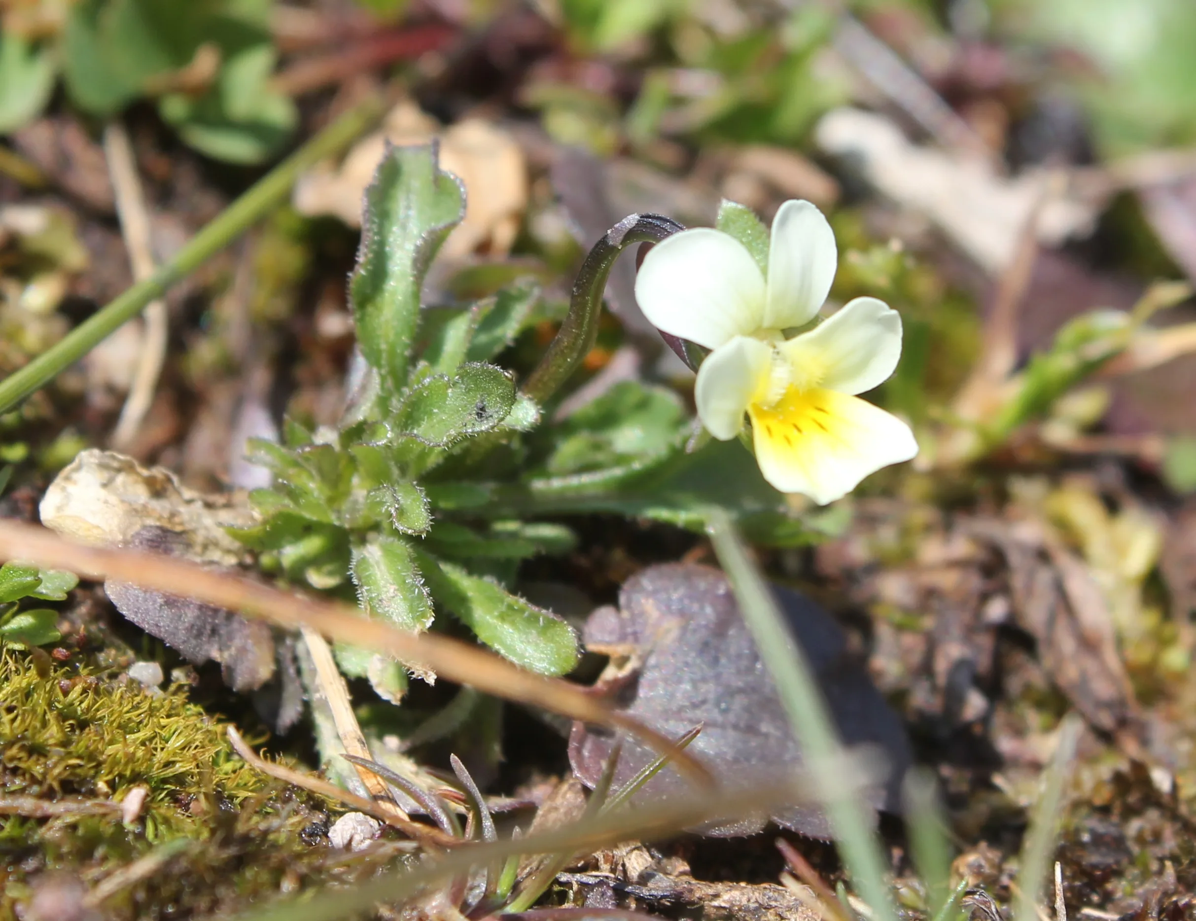 Viola kitaibeliana