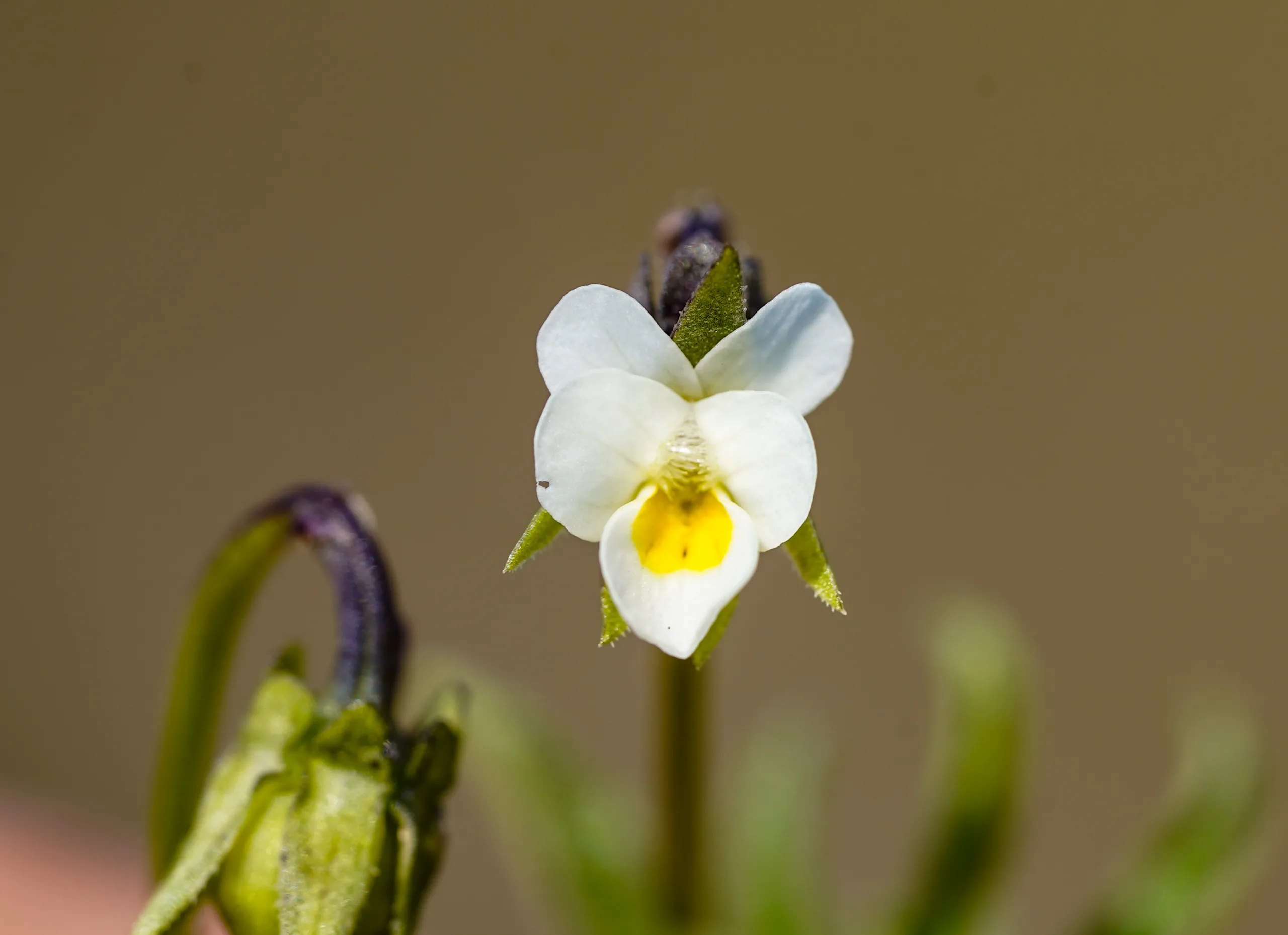 Viola kitaibeliana