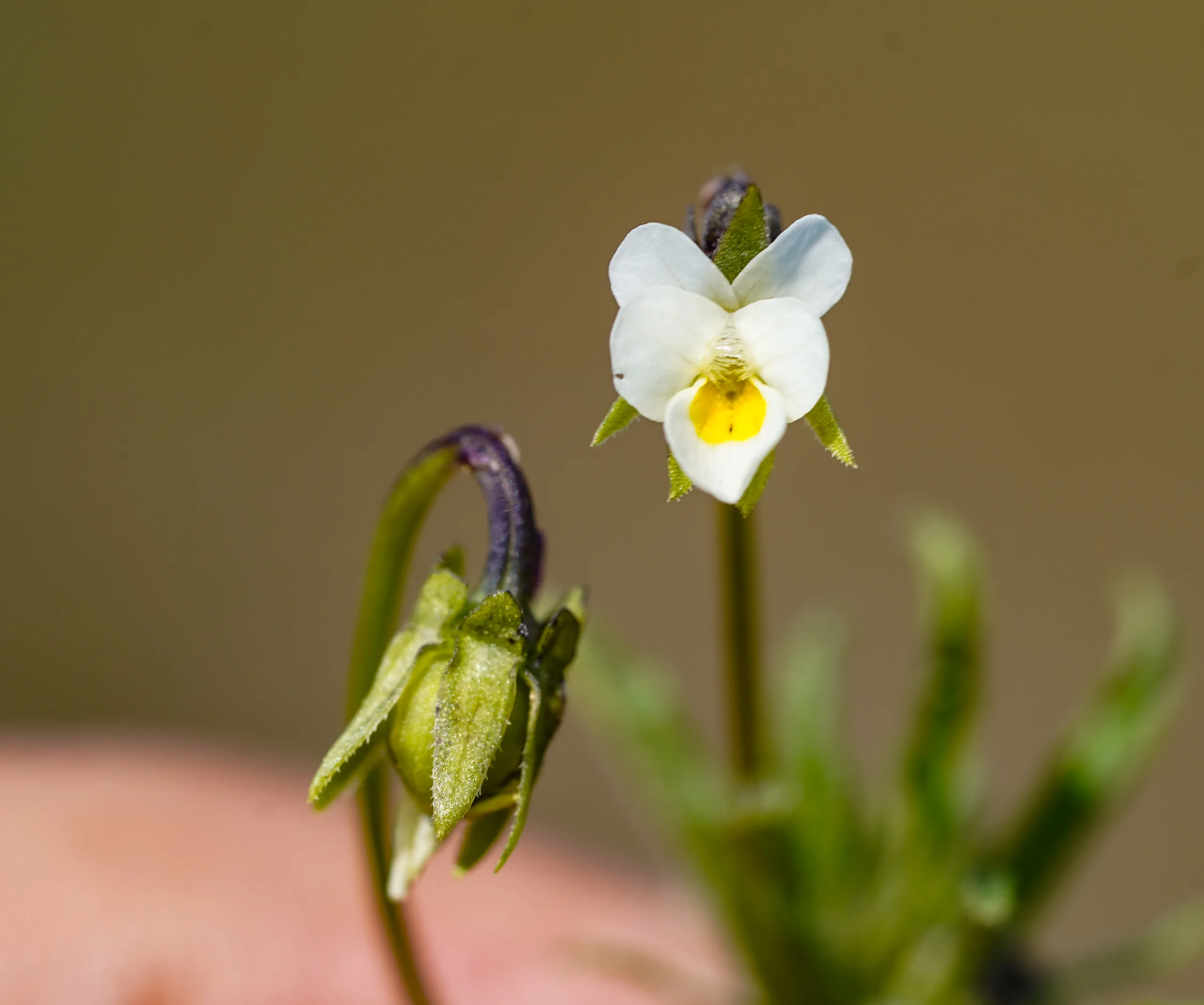 Viola kitaibeliana