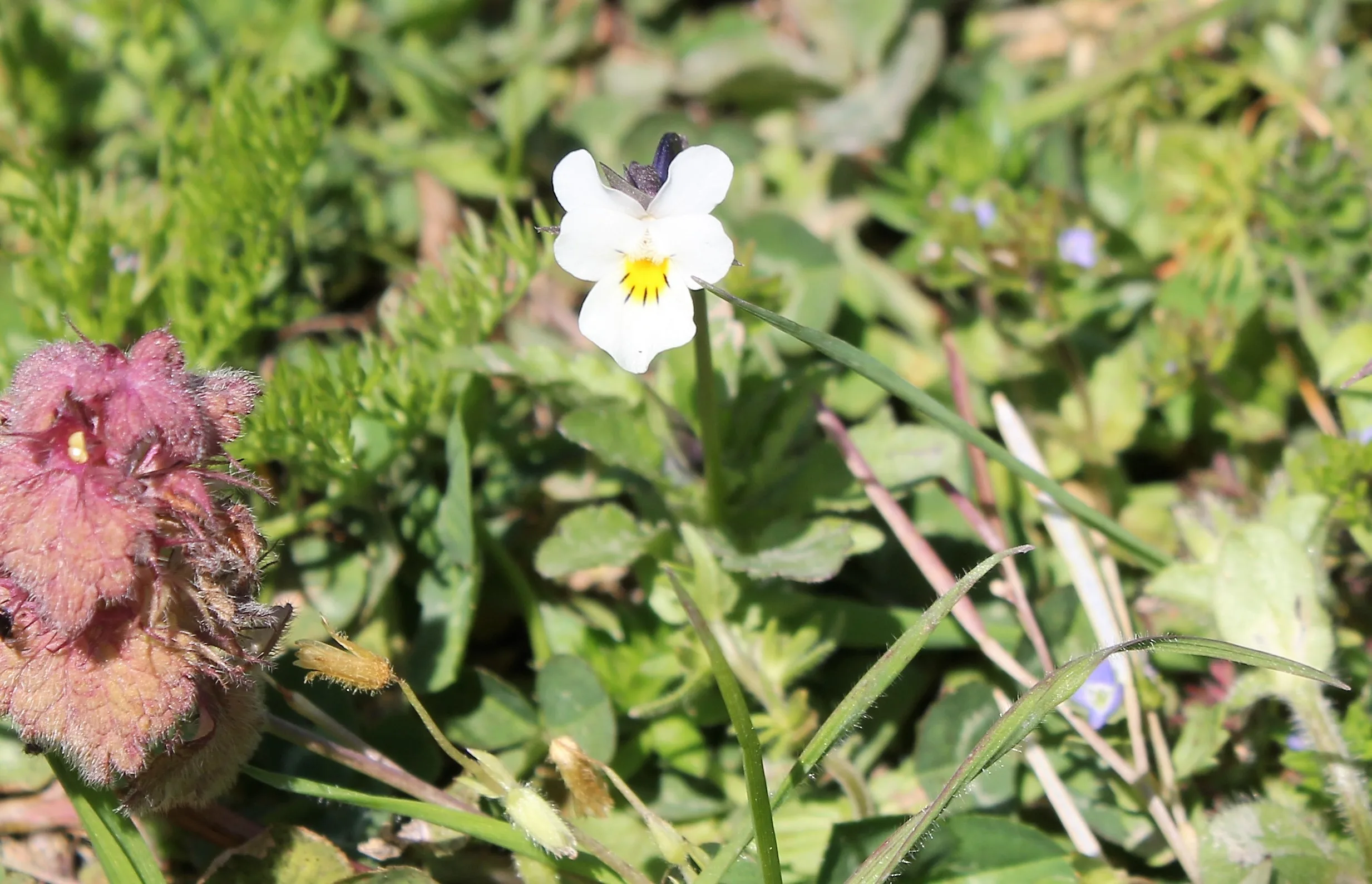 Viola kitaibeliana