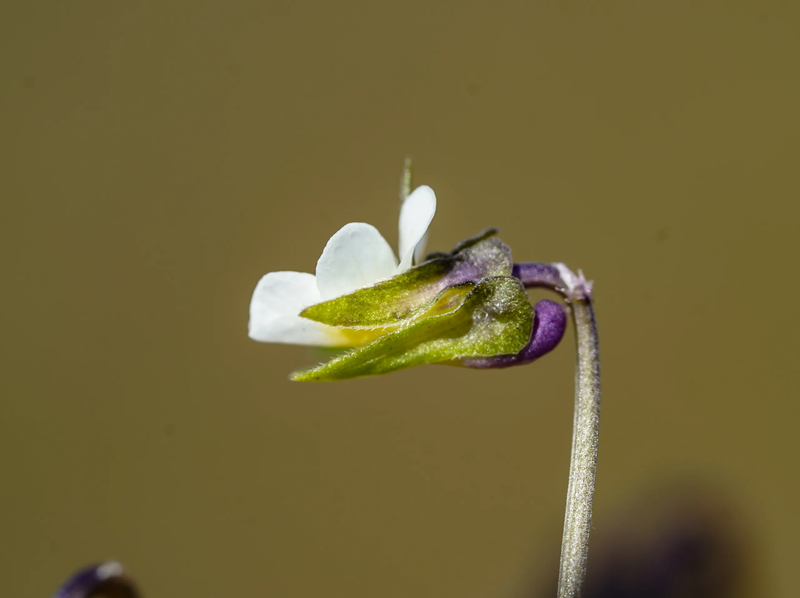 Viola kitaibeliana