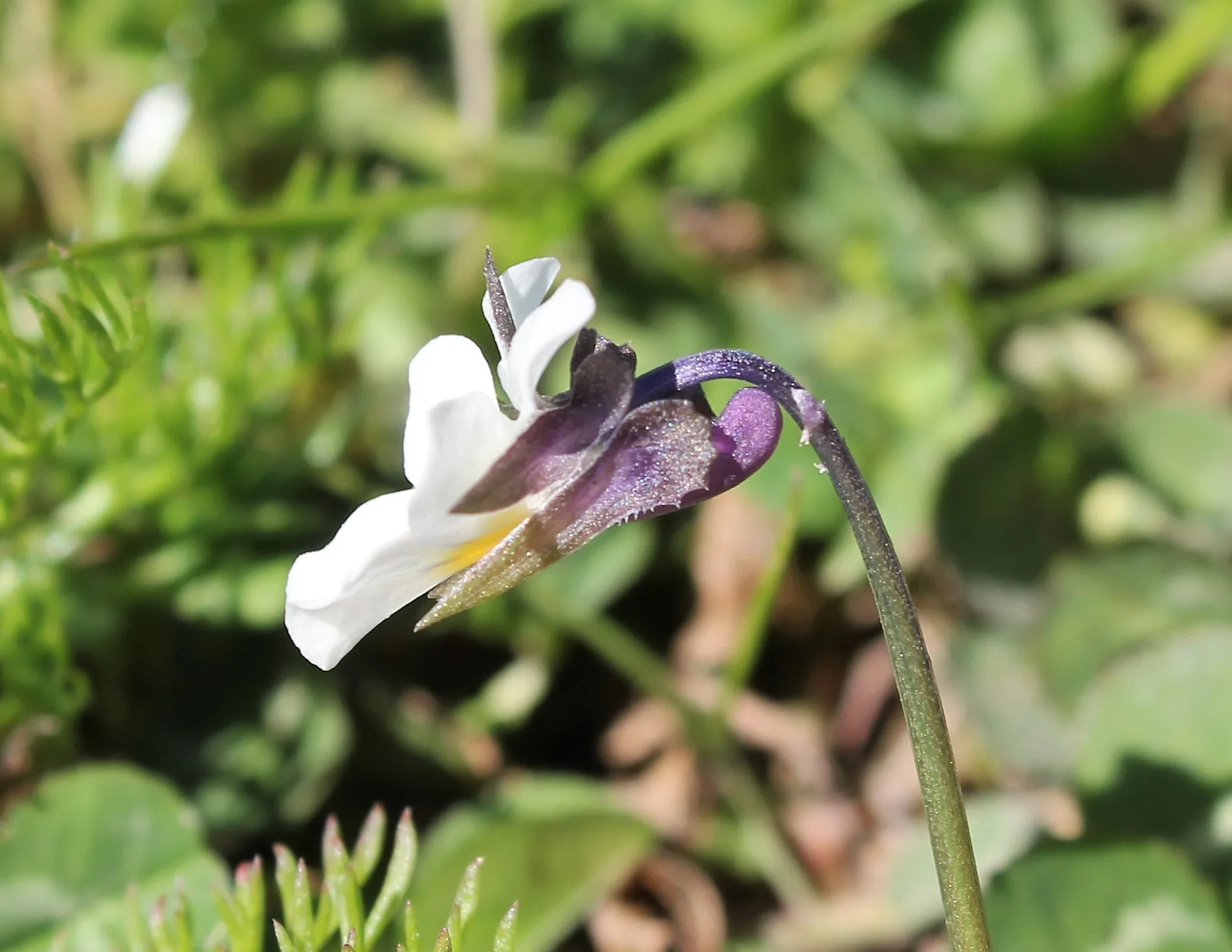 Viola kitaibeliana