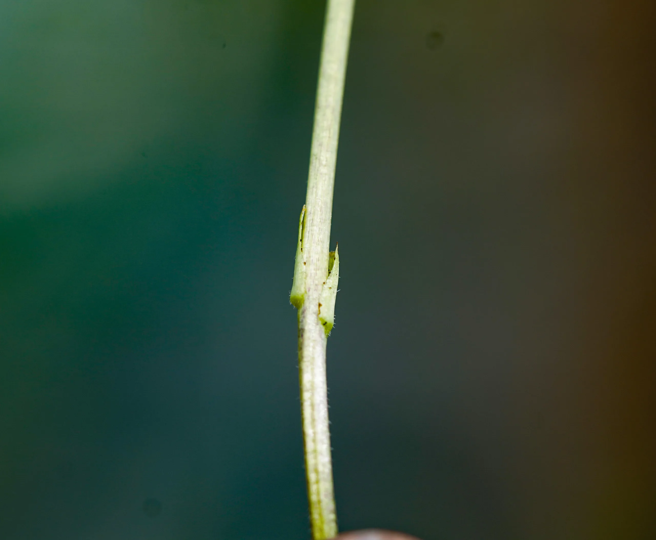 Viola odorata