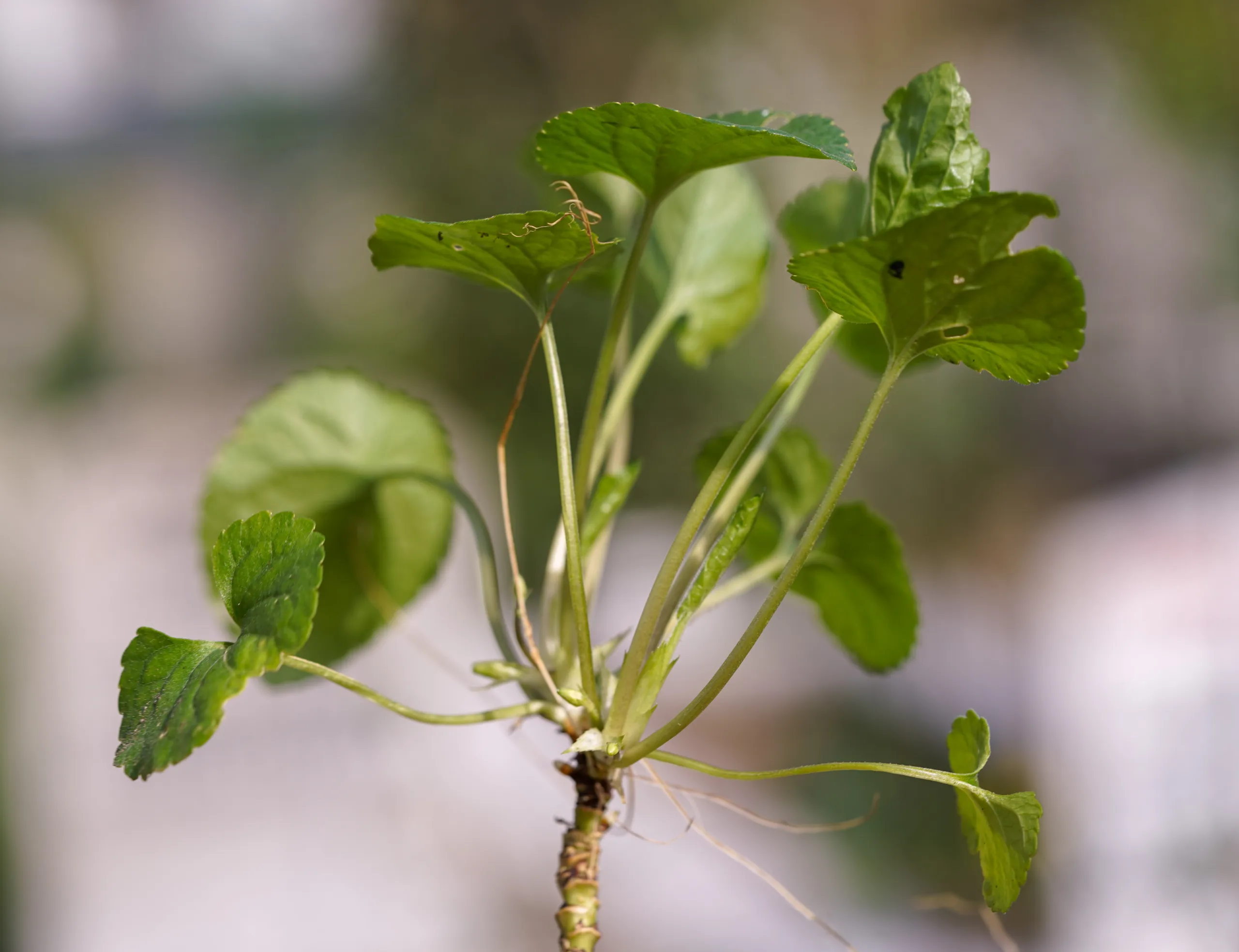 Viola odorata
