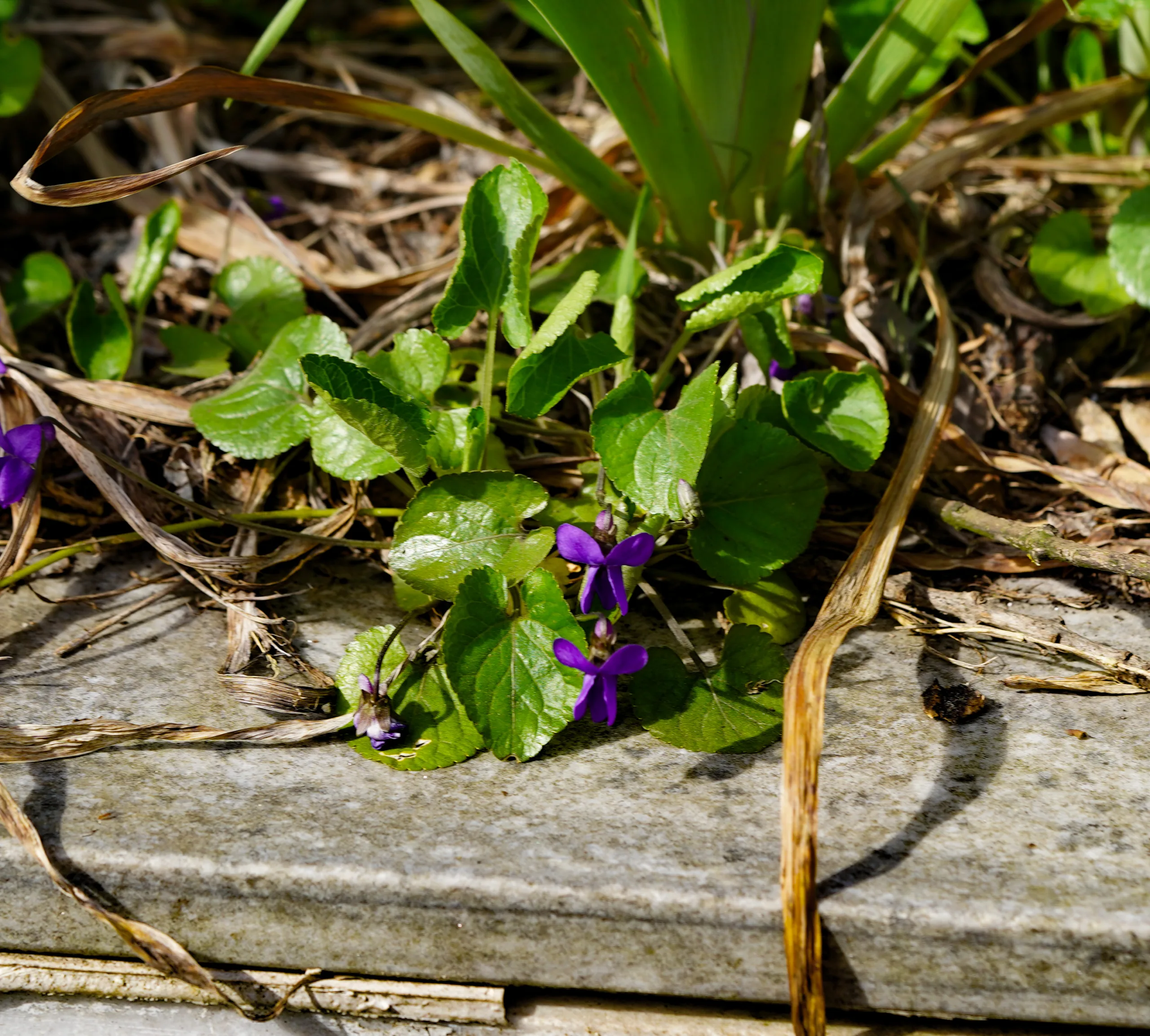 Viola odorata
