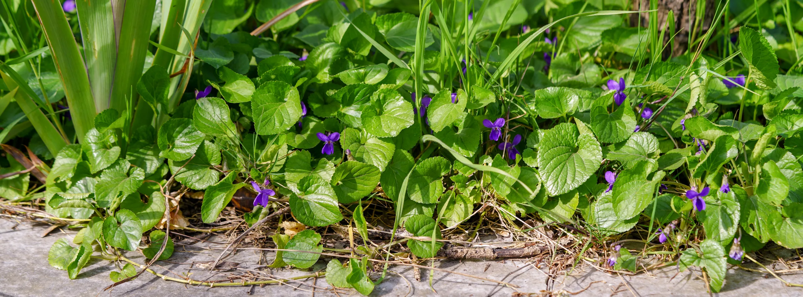 Viola odorata