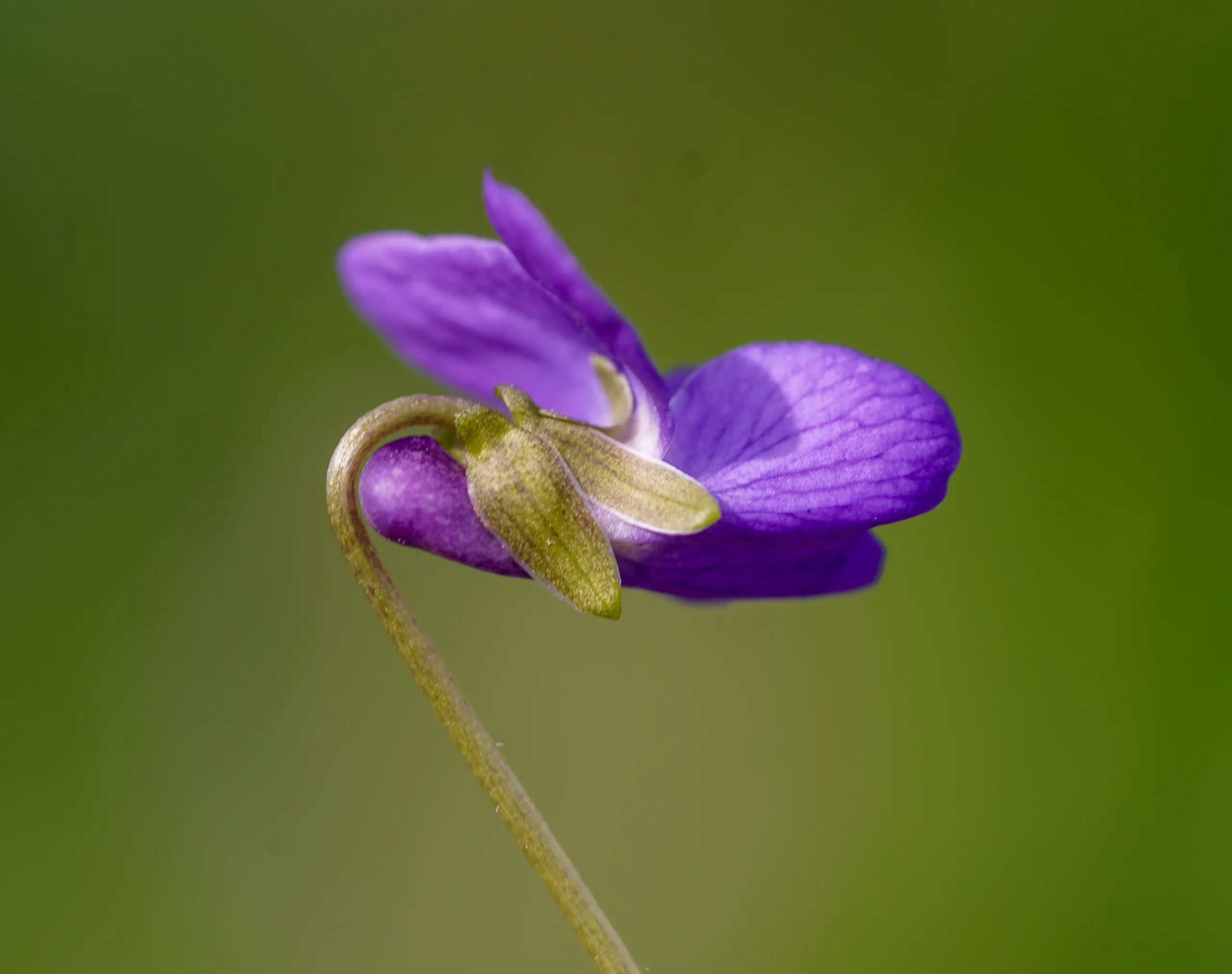 Viola odorata