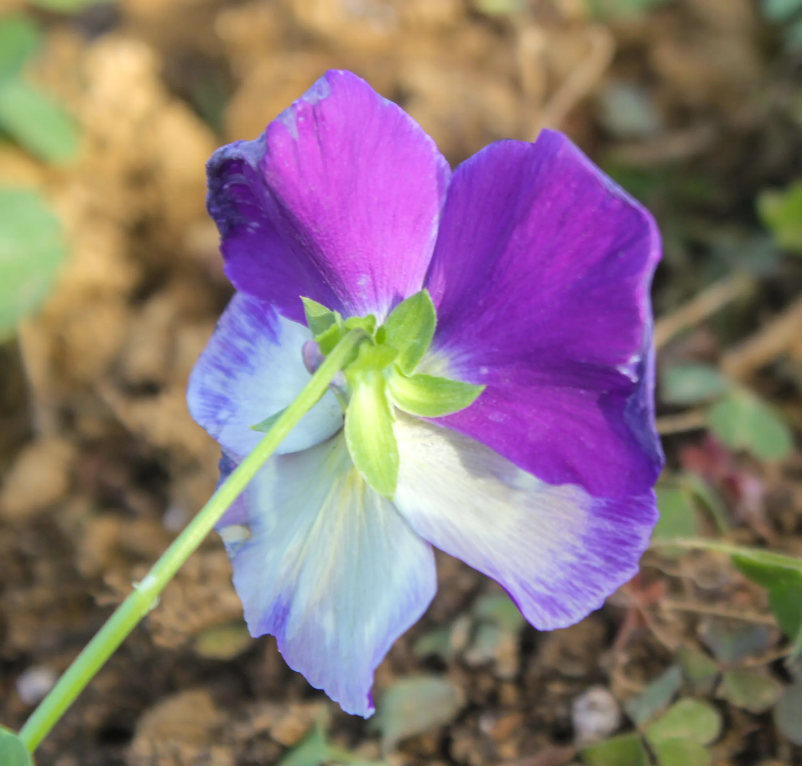 Viola × wittrockiana