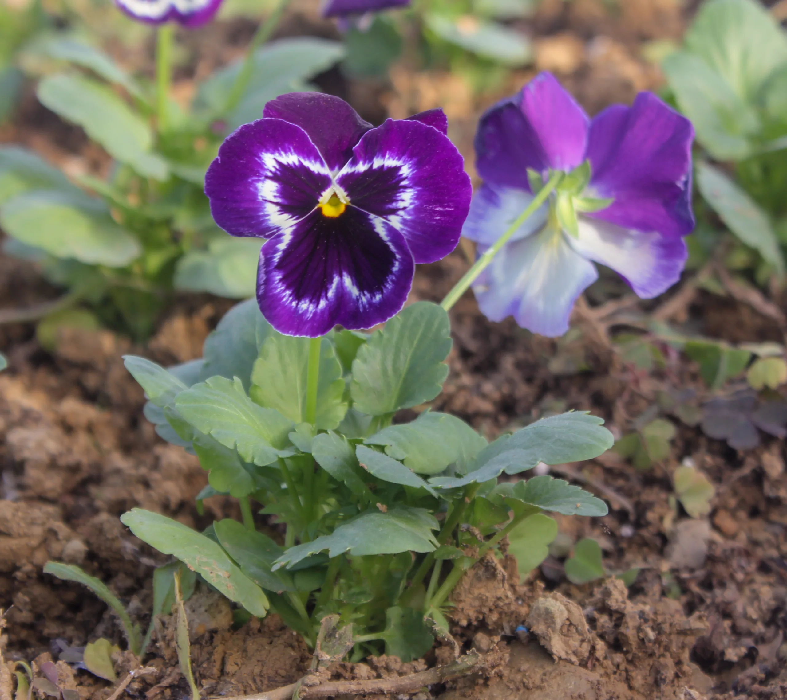 Viola × wittrockiana