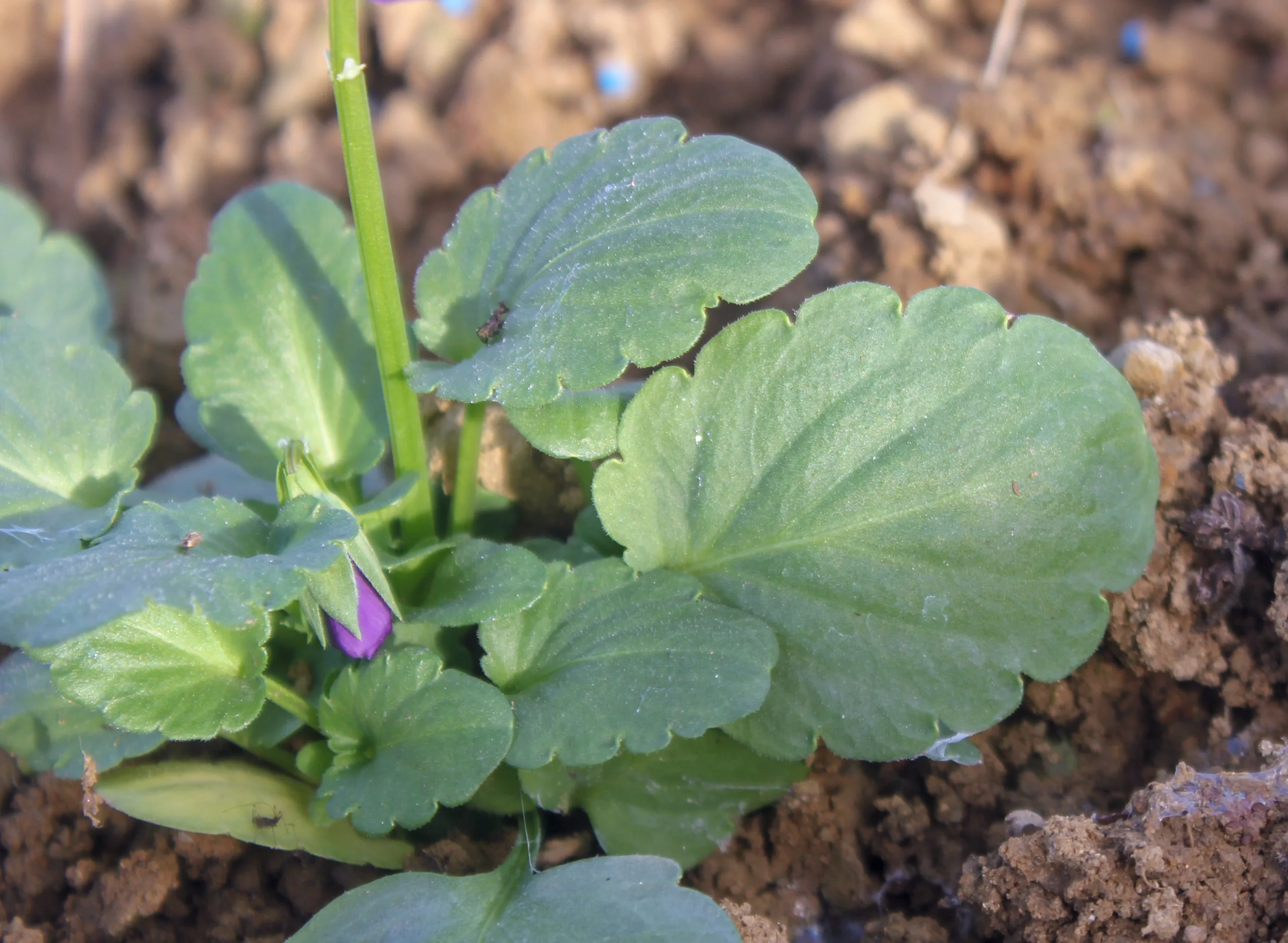 Viola × wittrockiana