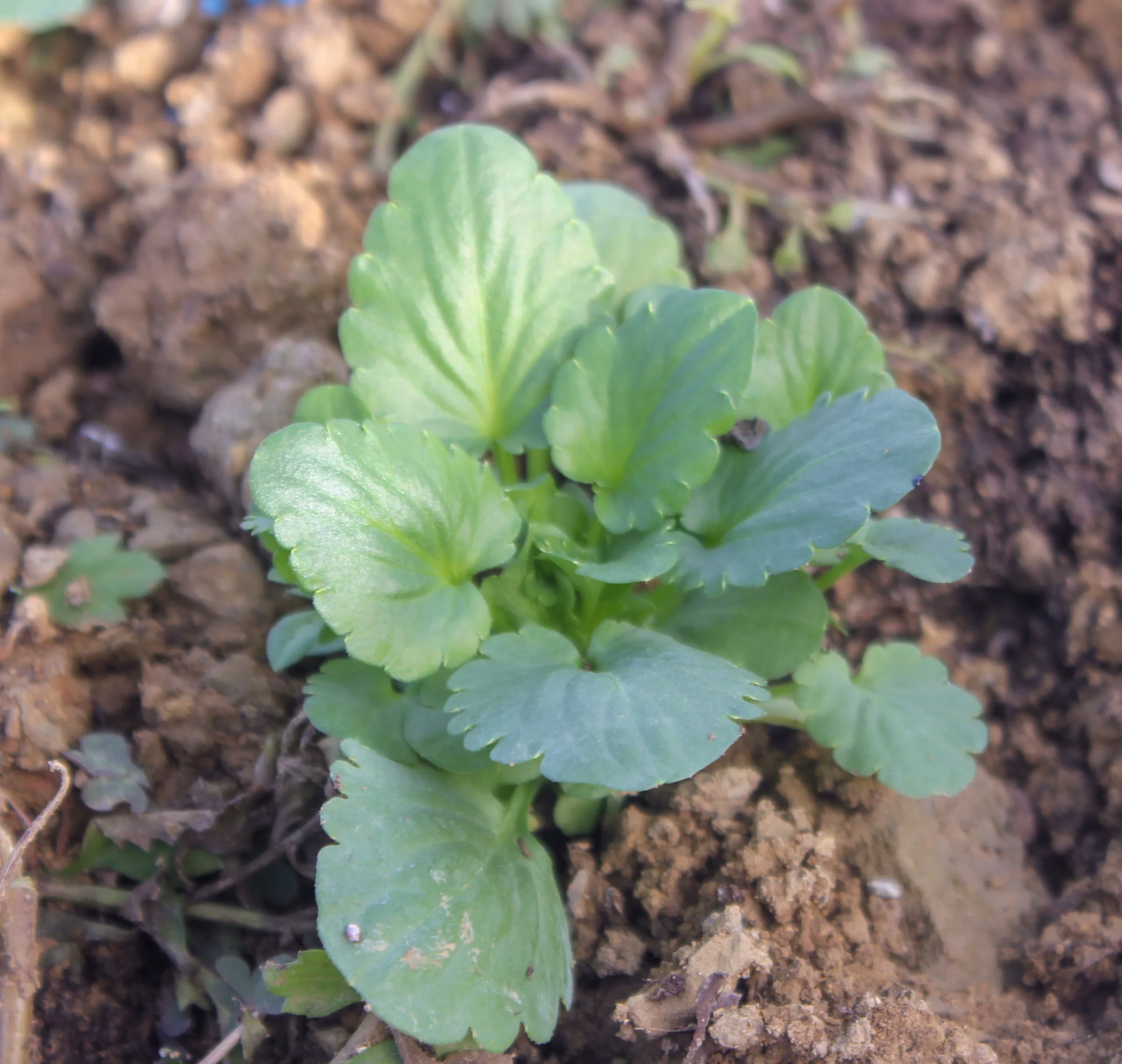 Viola × wittrockiana