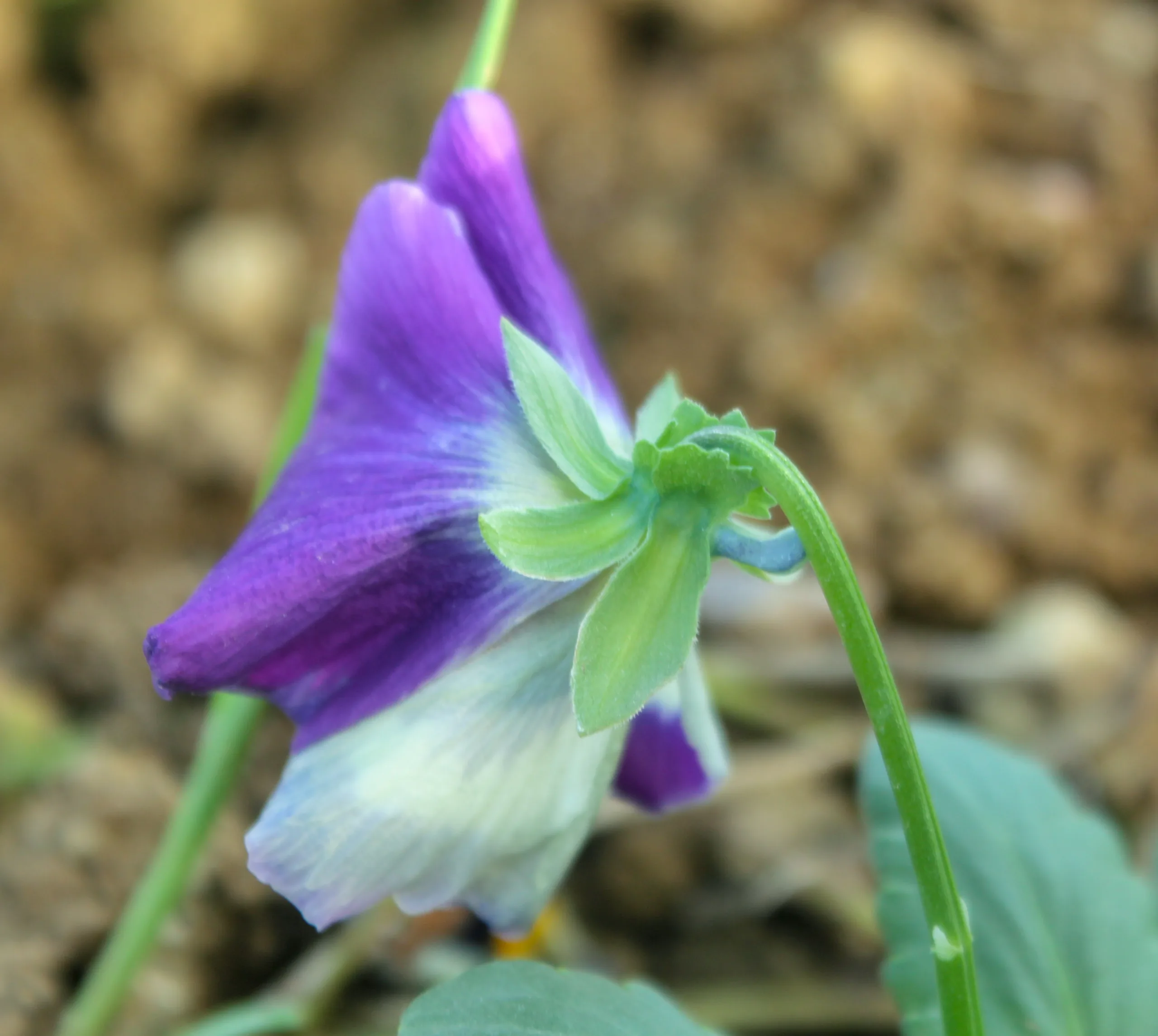 Viola × wittrockiana