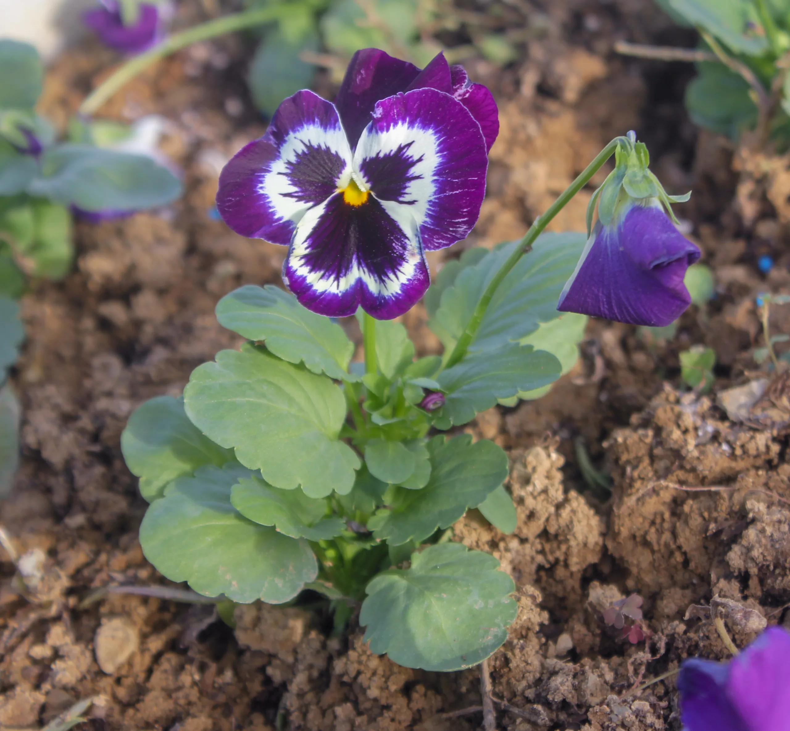 Viola × wittrockiana