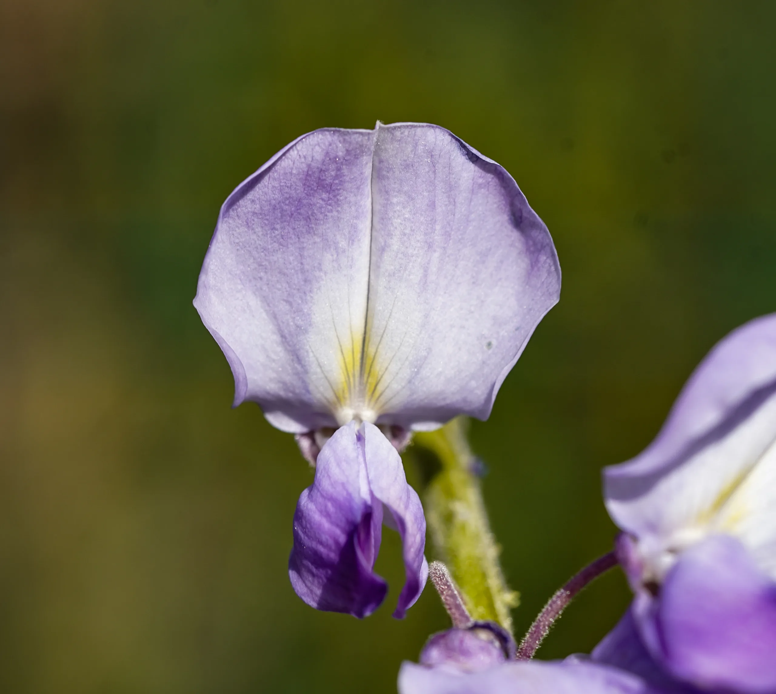 Wisteria sinensis