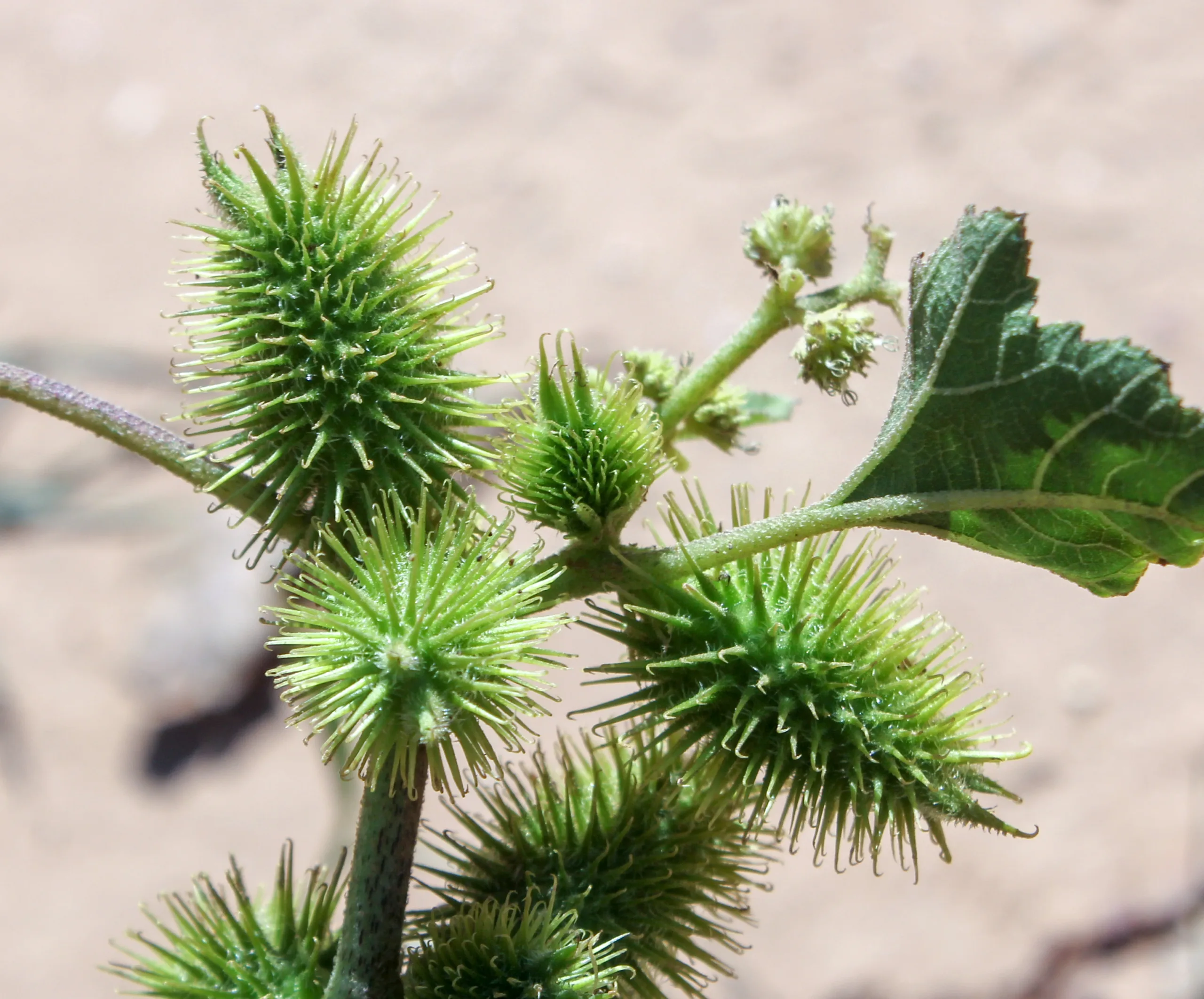 Xanthium orientale