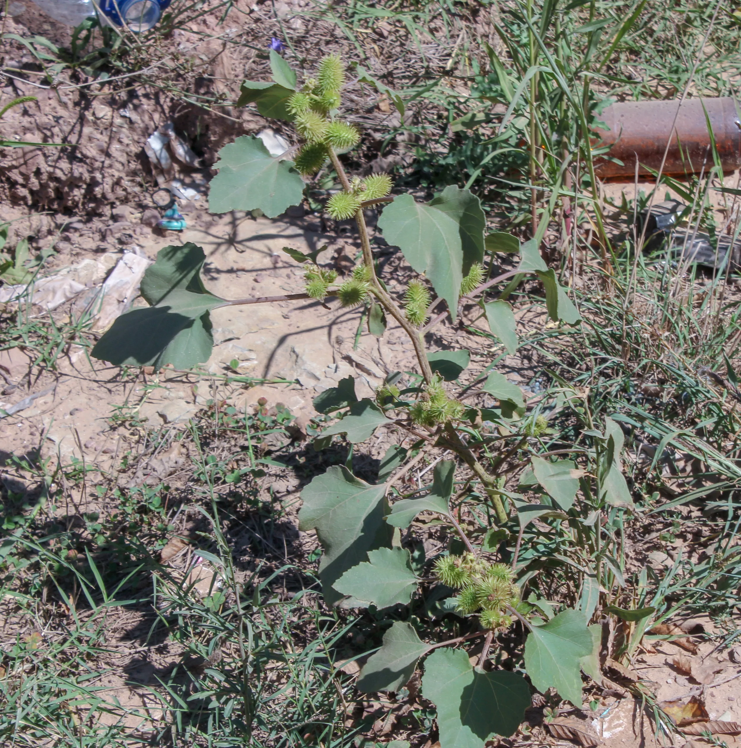 Xanthium orientale