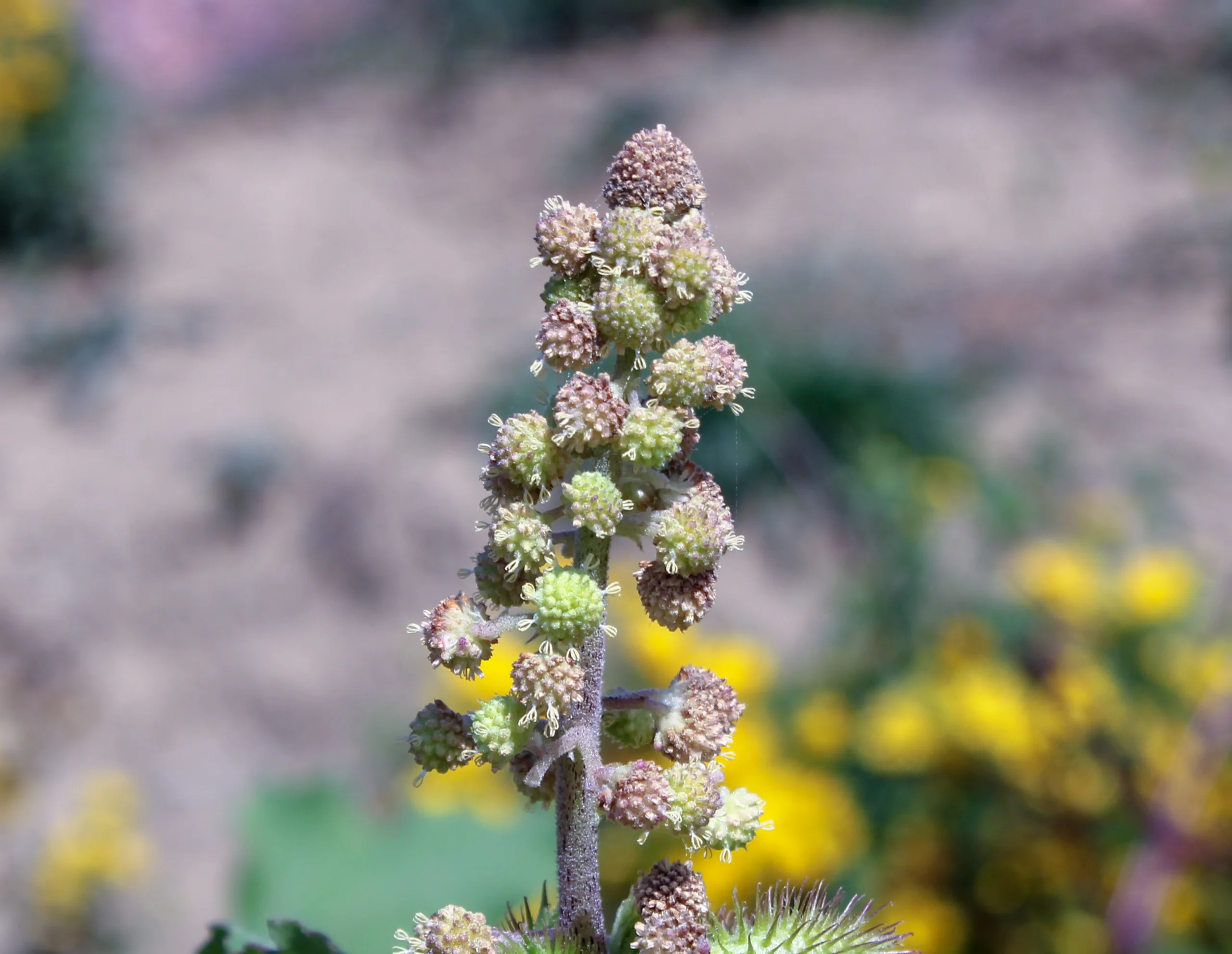 Xanthium orientale