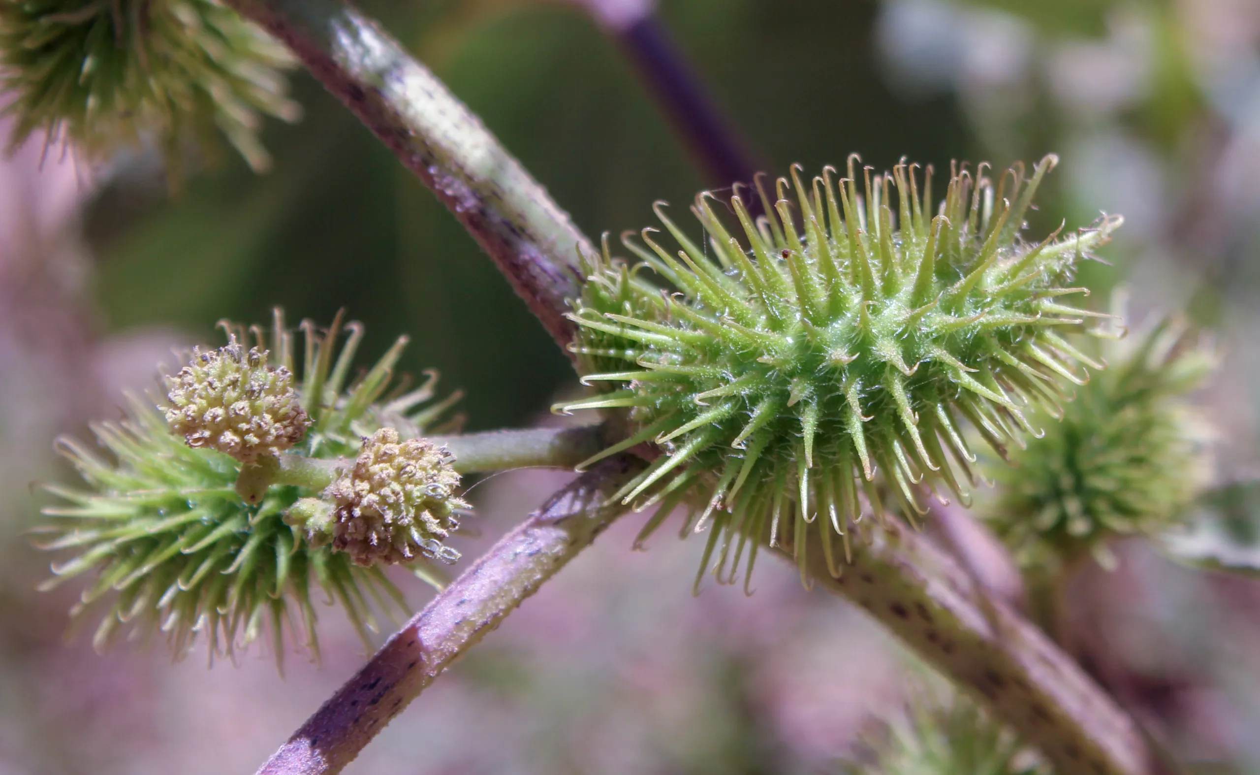 Xanthium orientale