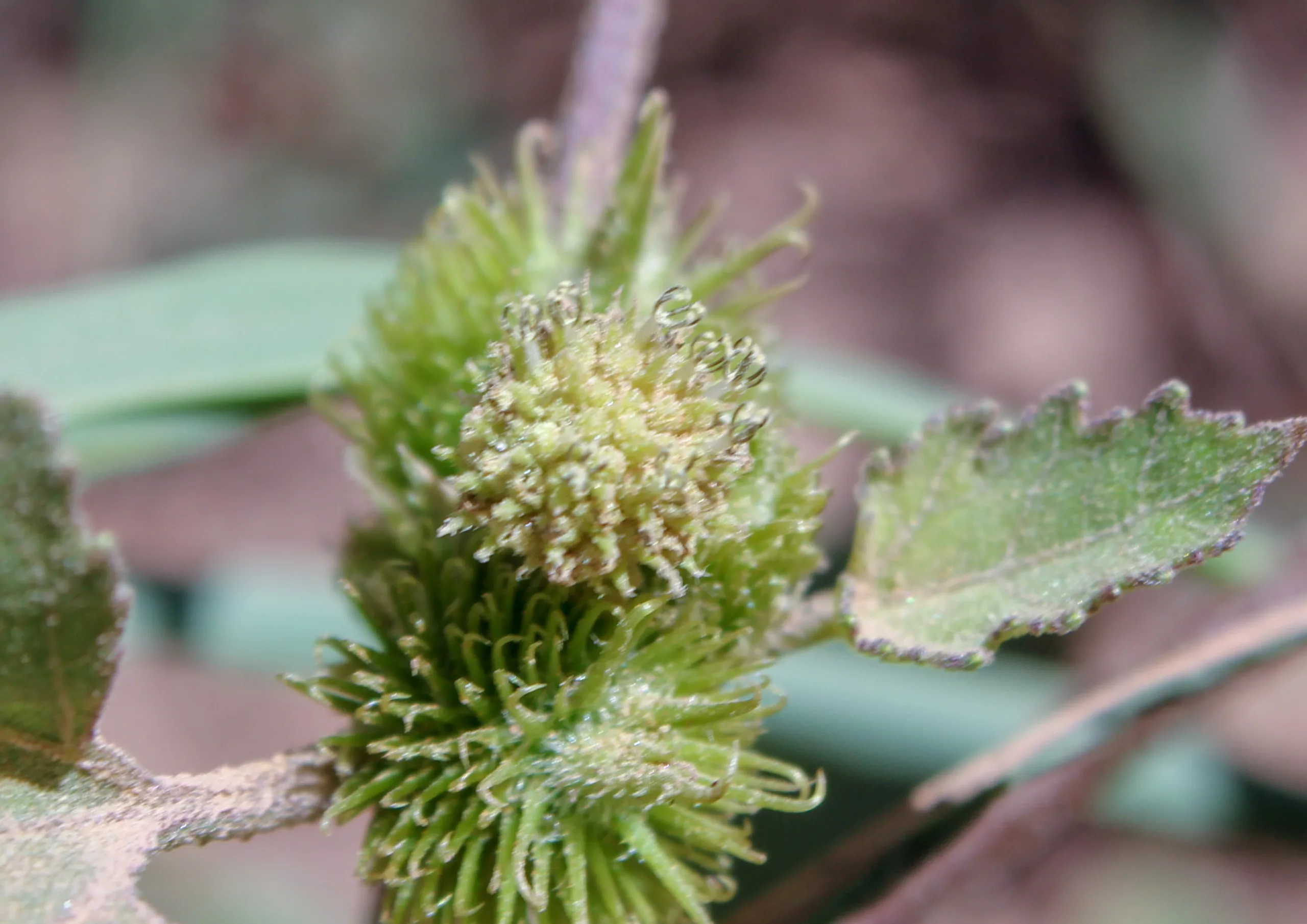 Xanthium orientale