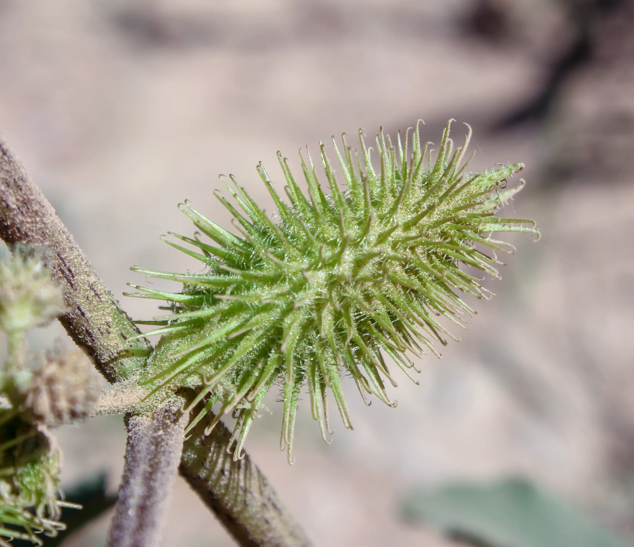 Xanthium orientale