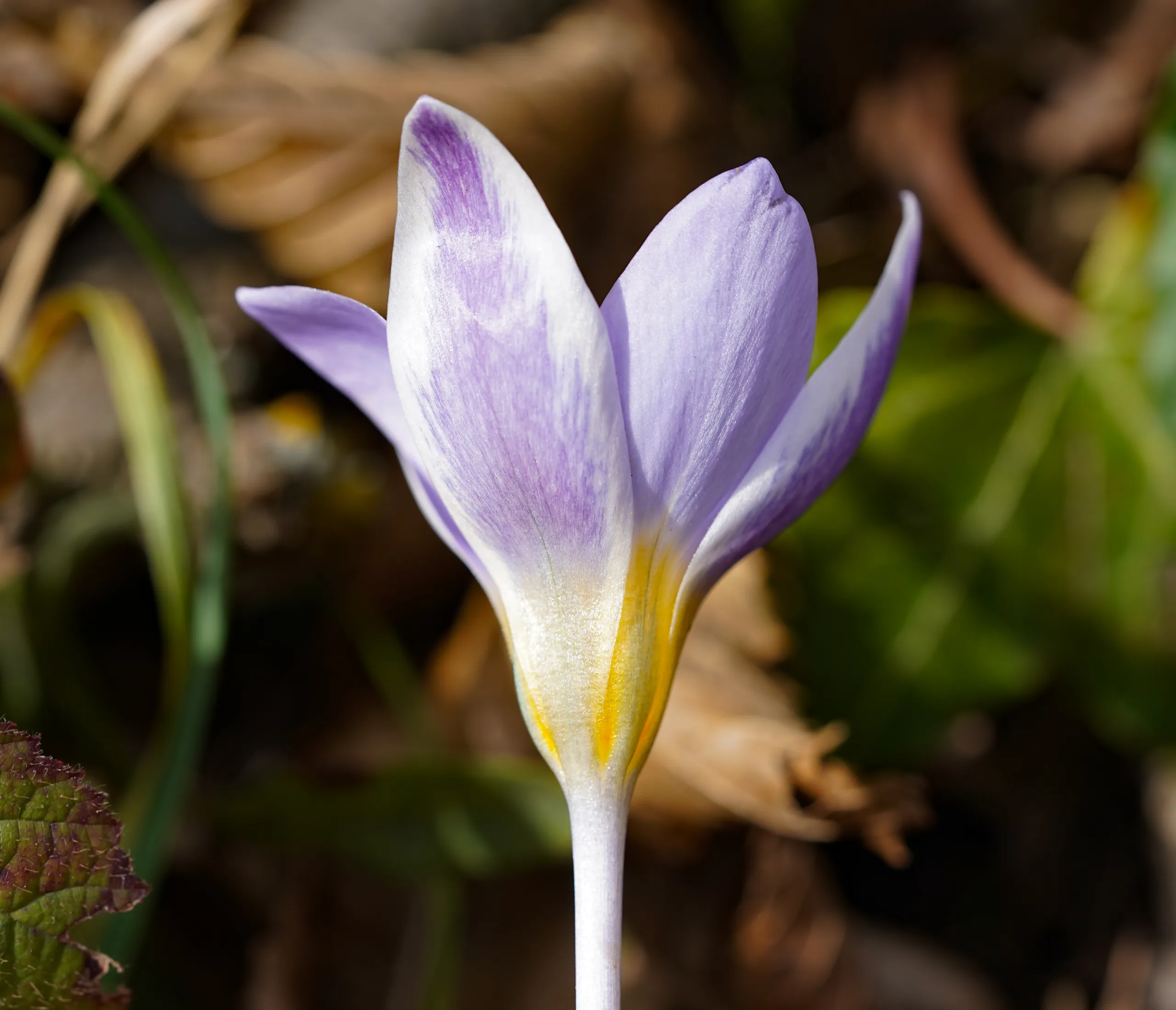 Crocus antalyensioides