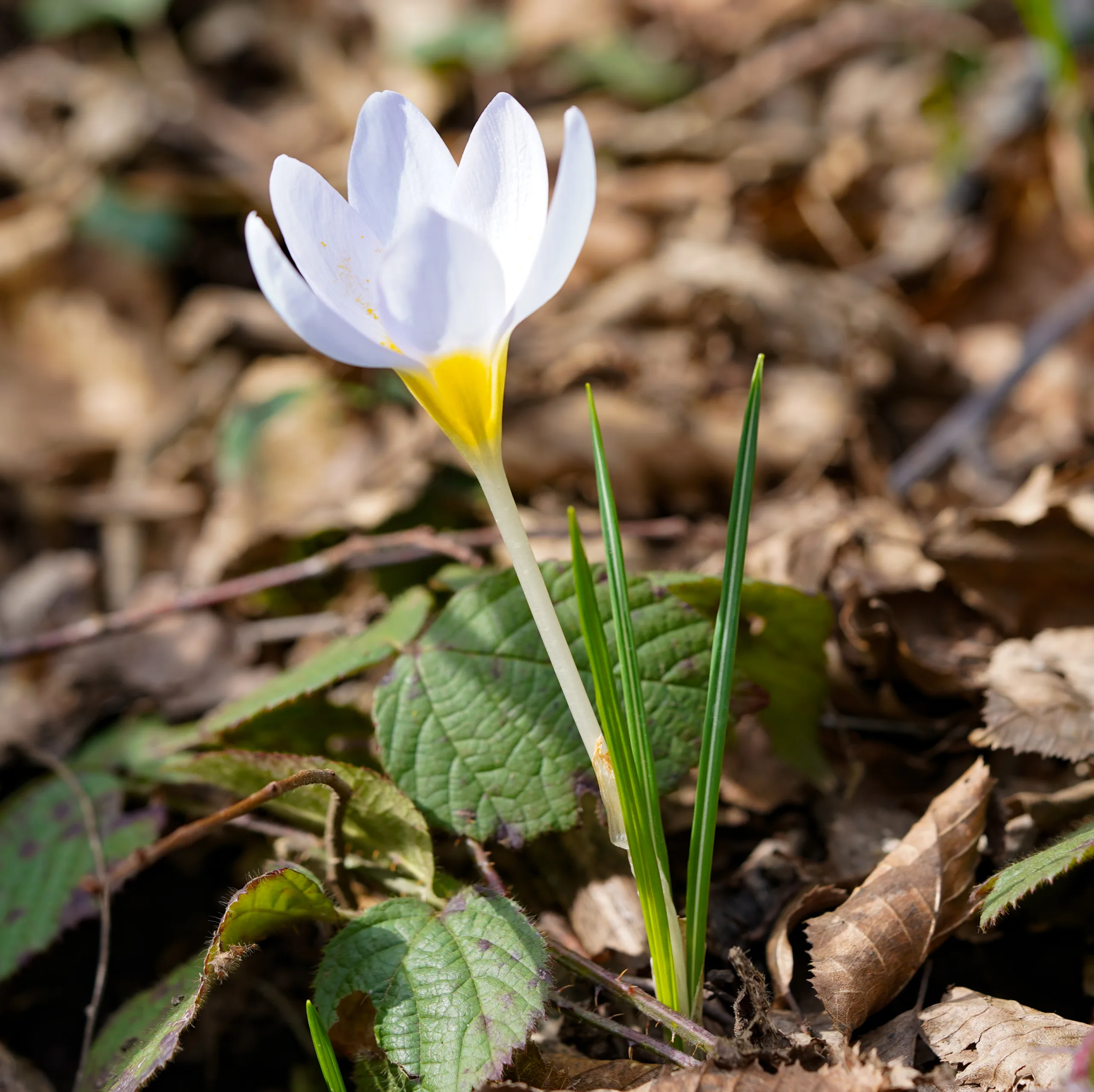 Crocus antalyensioides