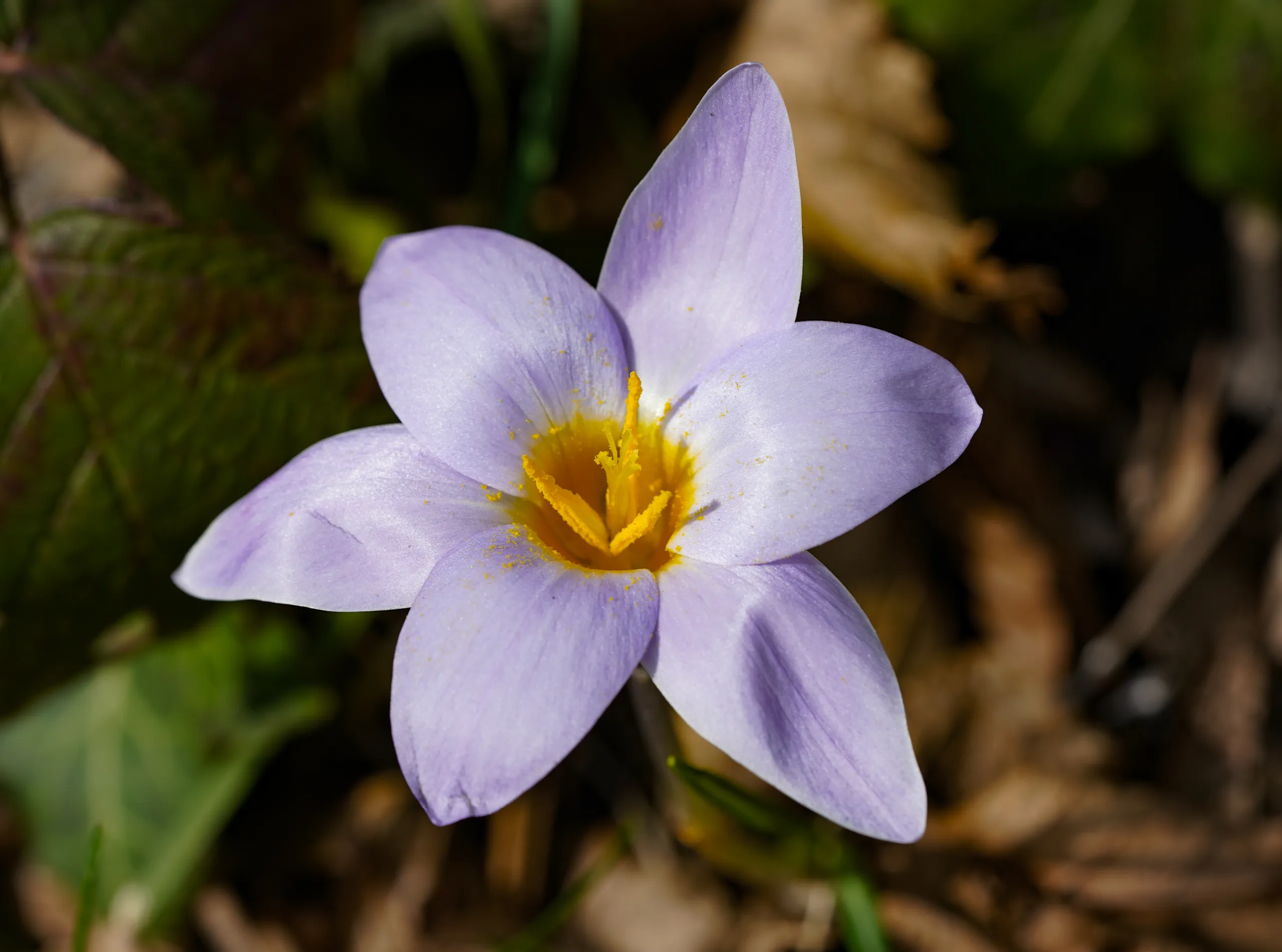 Crocus antalyensioides
