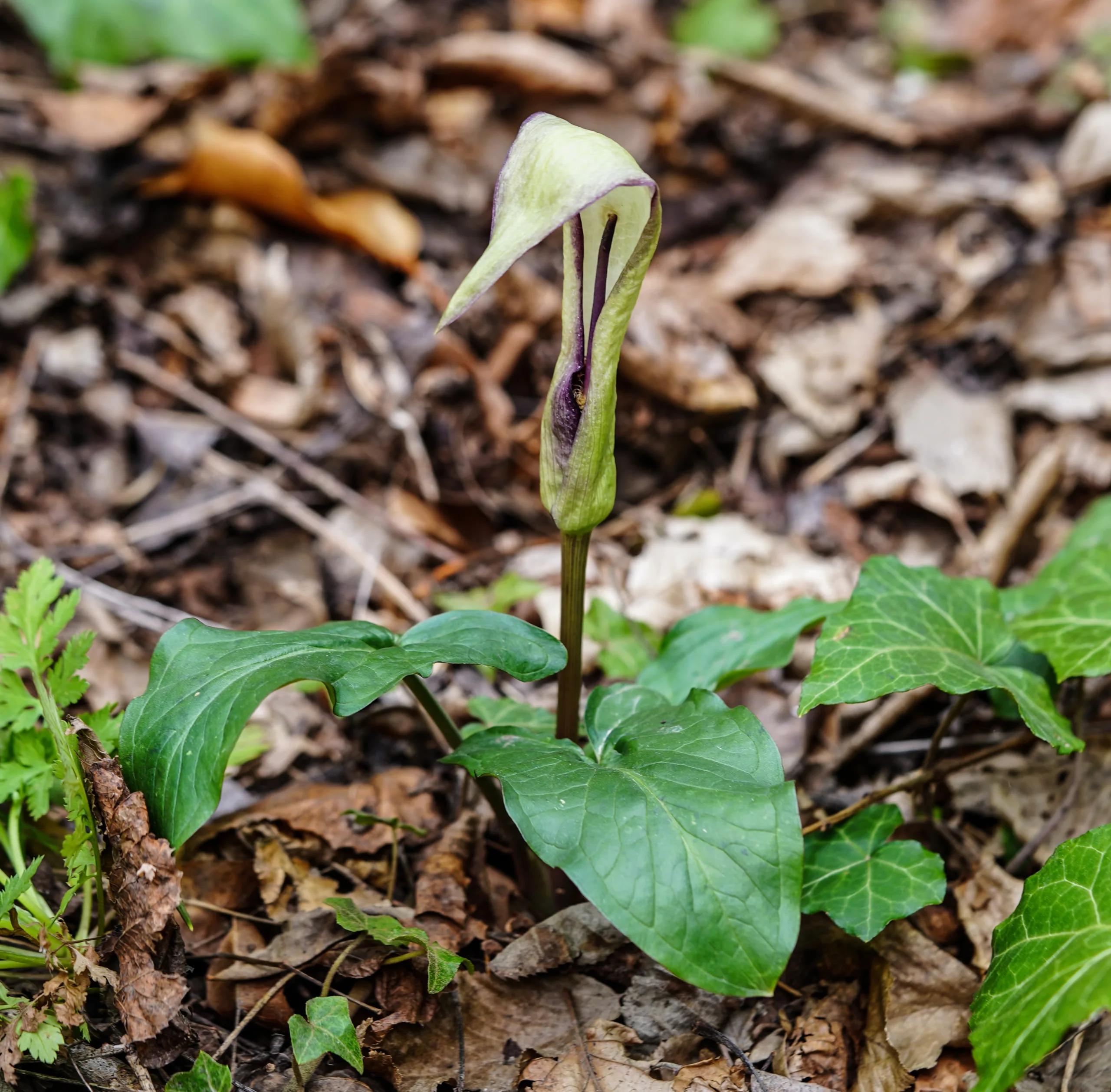 Arum euxinum
