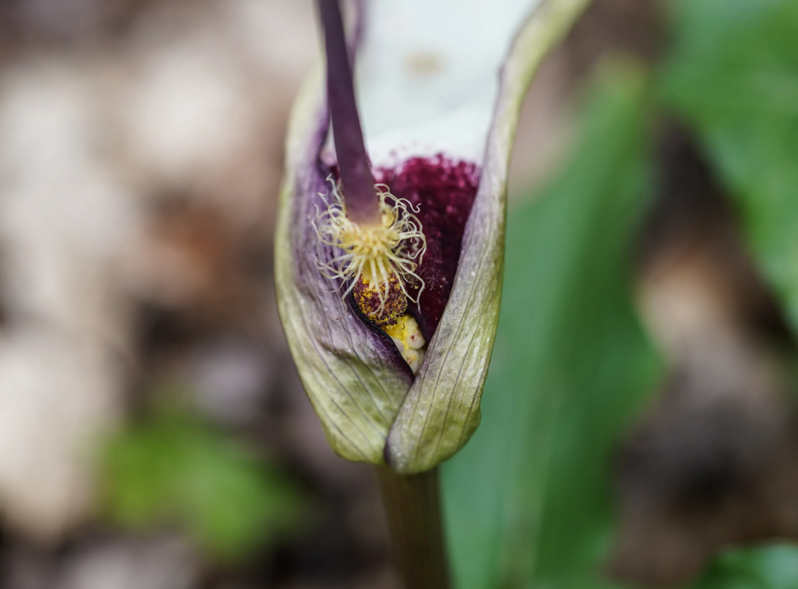 Arum euxinum