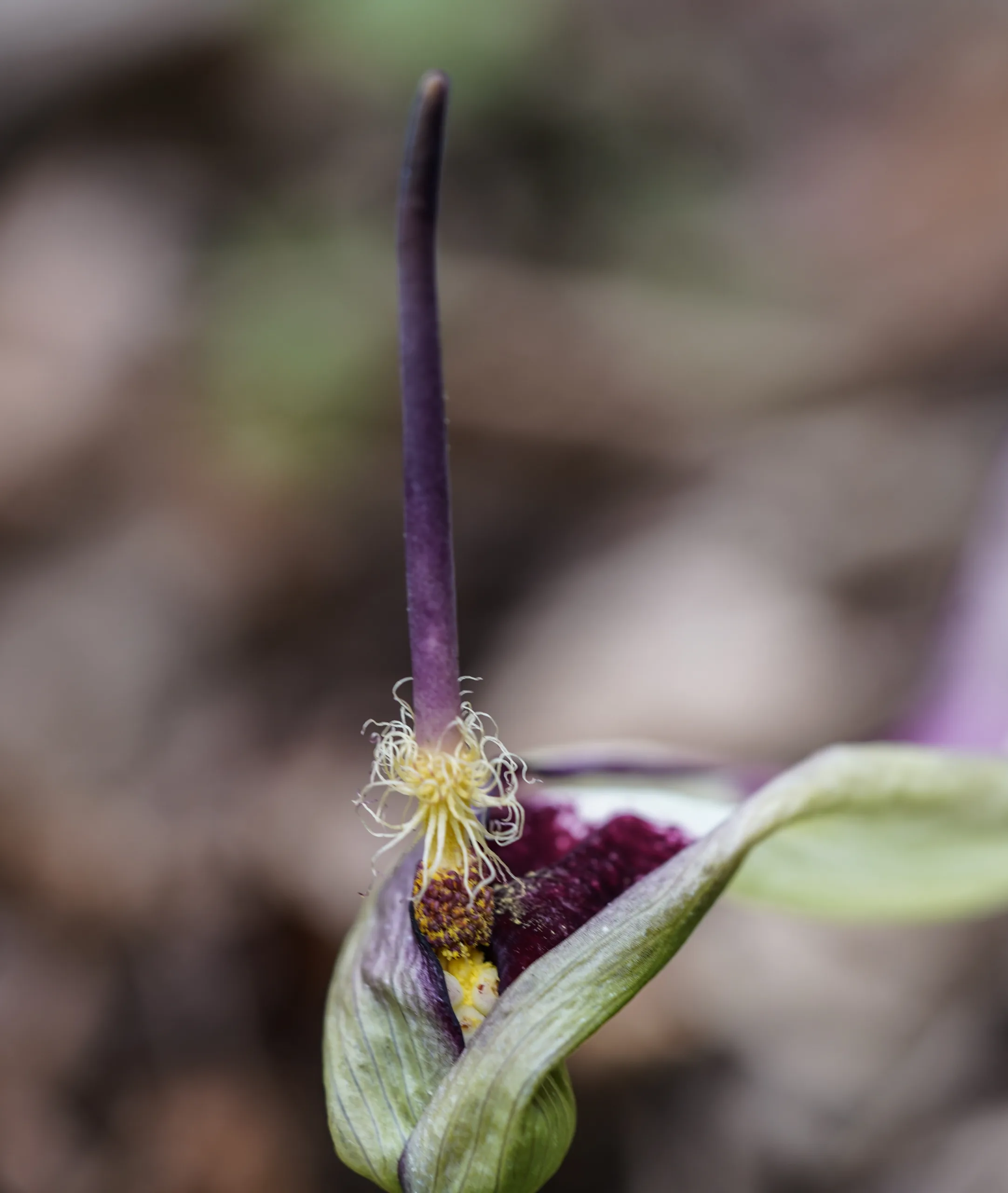Arum euxinum