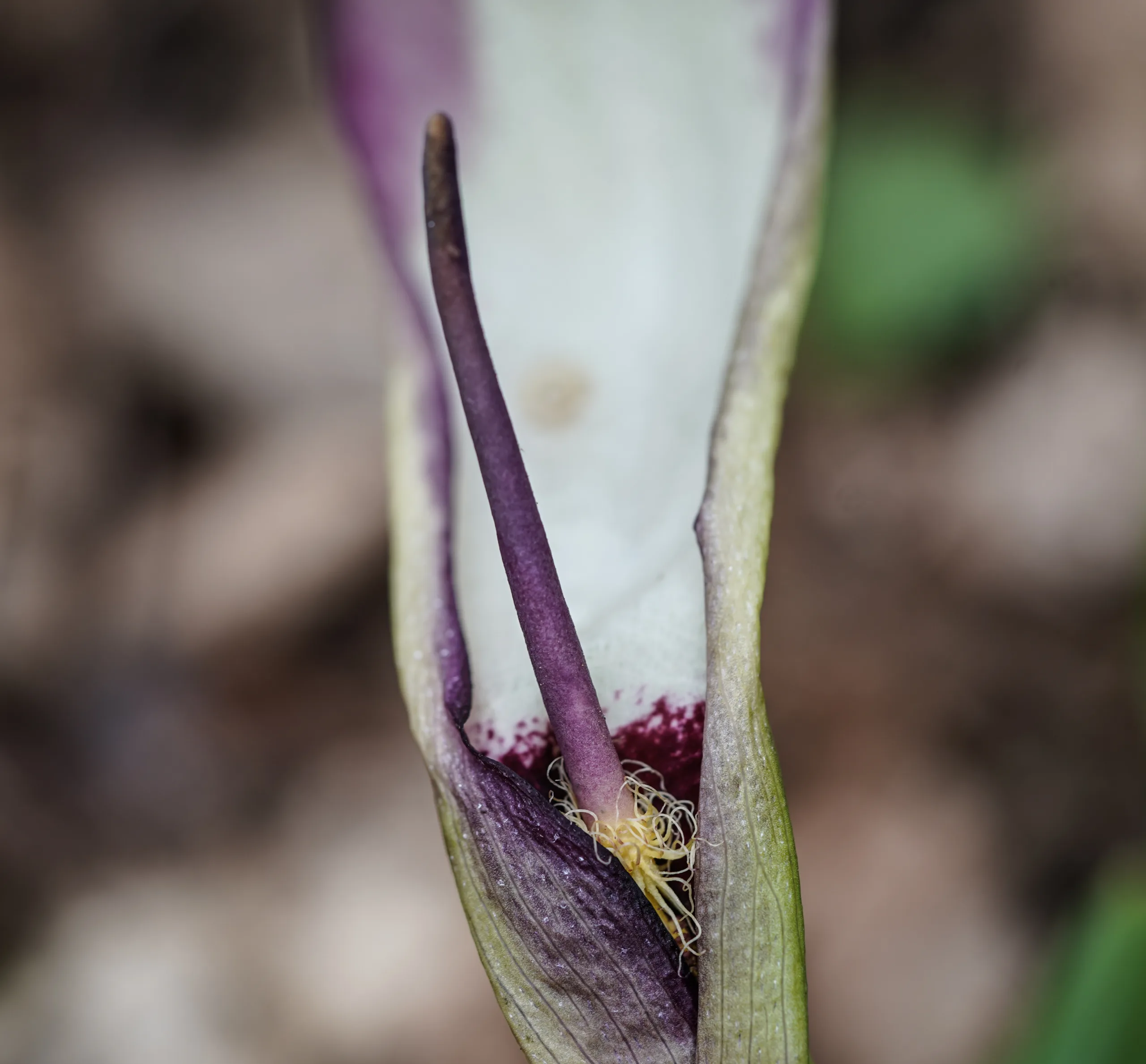 Arum euxinum (Nivik)