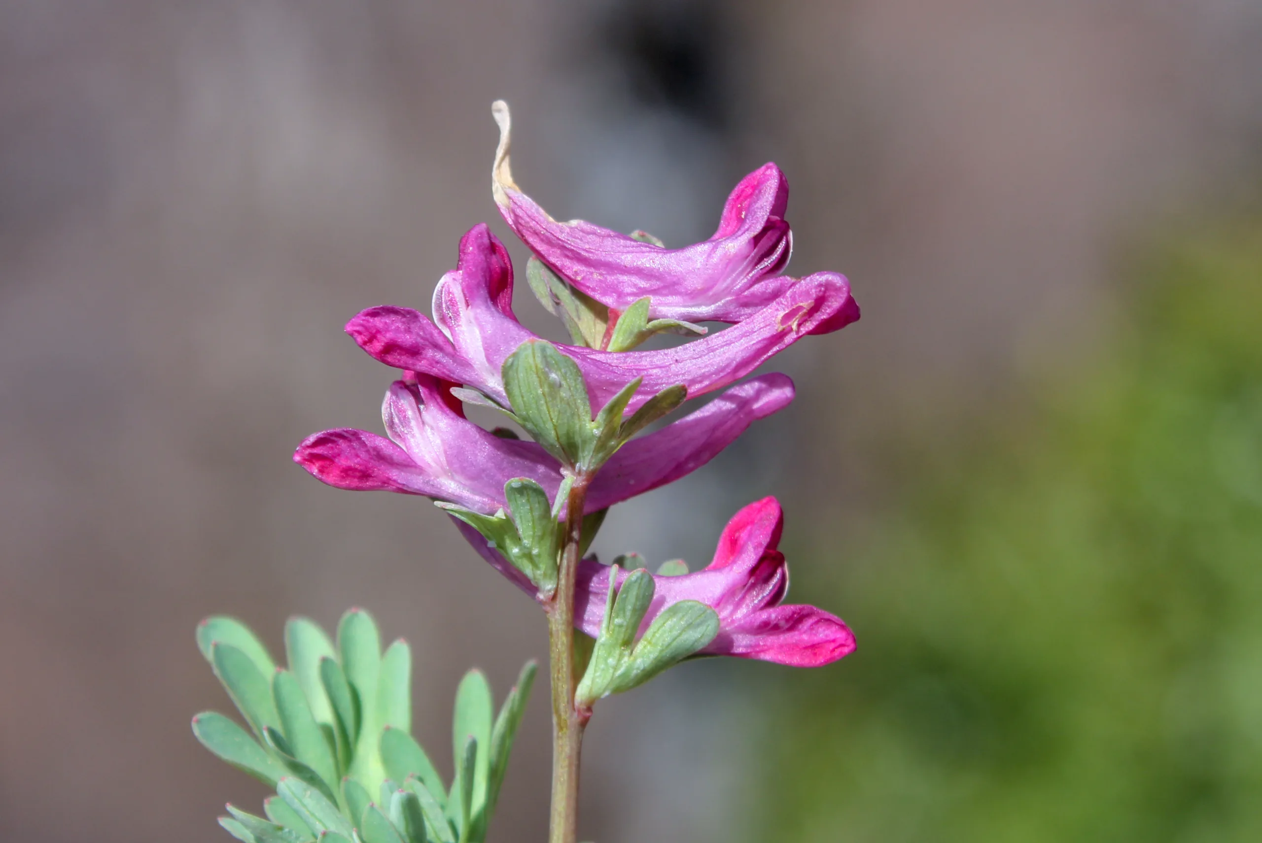 Corydalis wendelboi (Tarlakuşu)