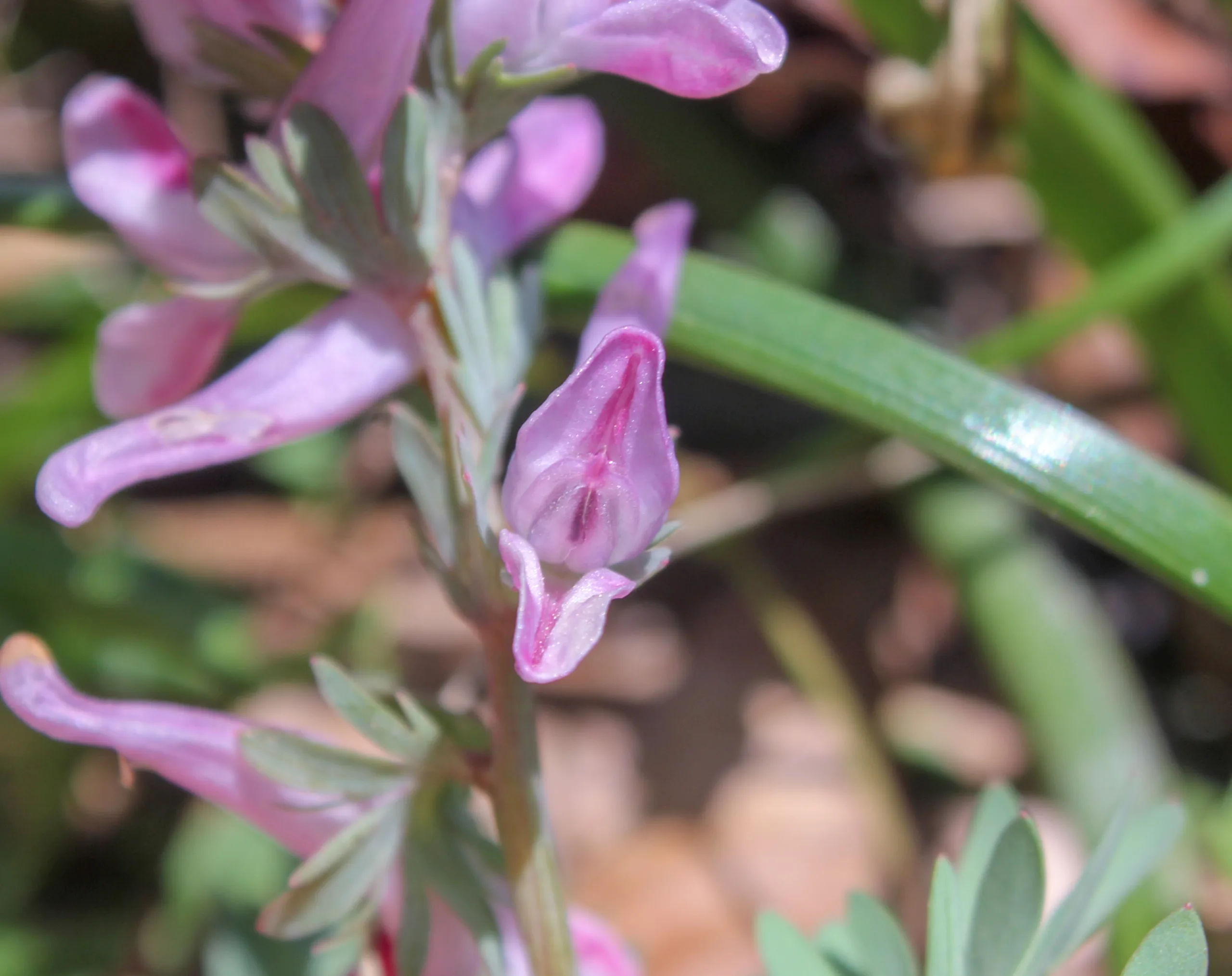 Corydalis wendelboi