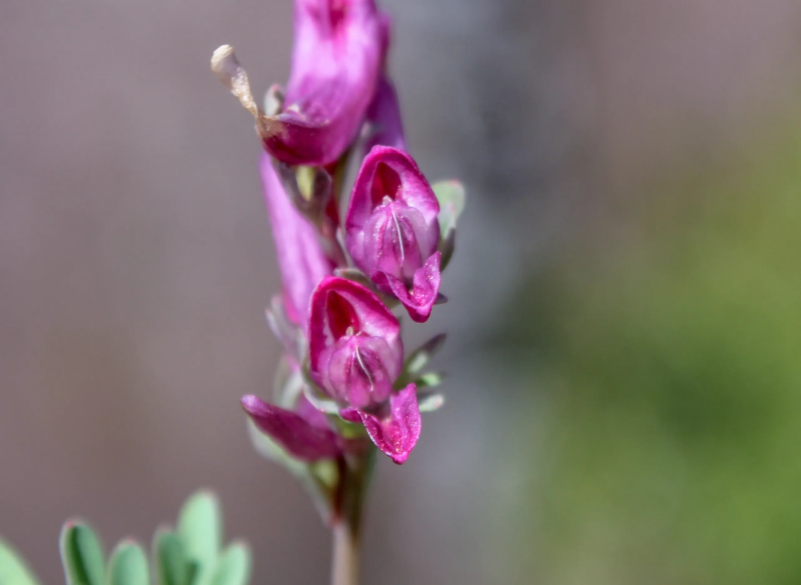 Corydalis wendelboi