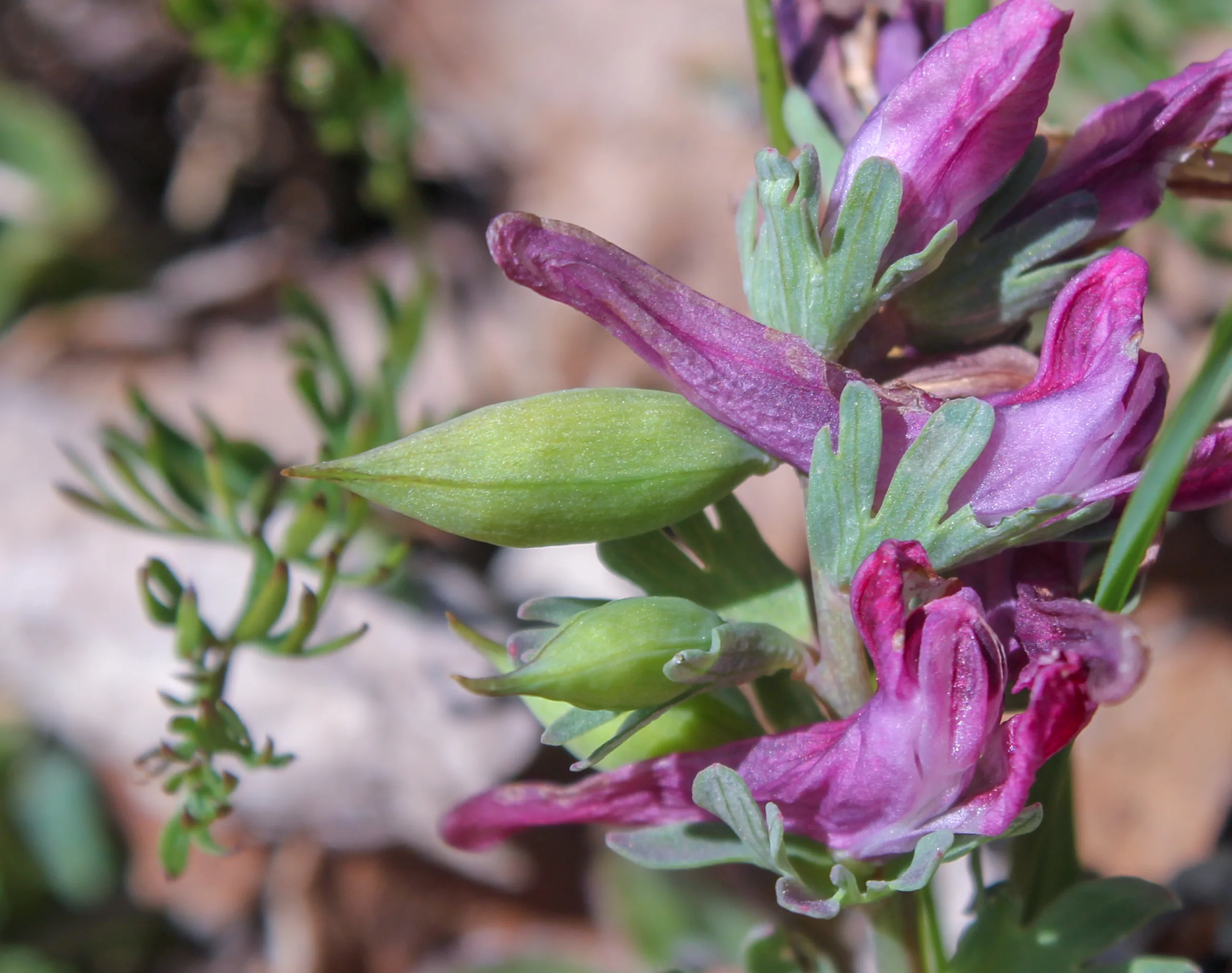 Corydalis wendelboi