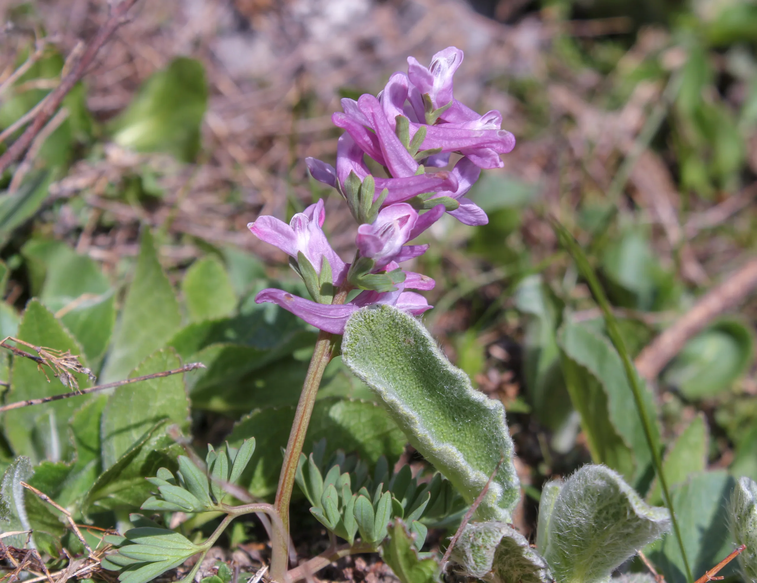 Corydalis wendelboi