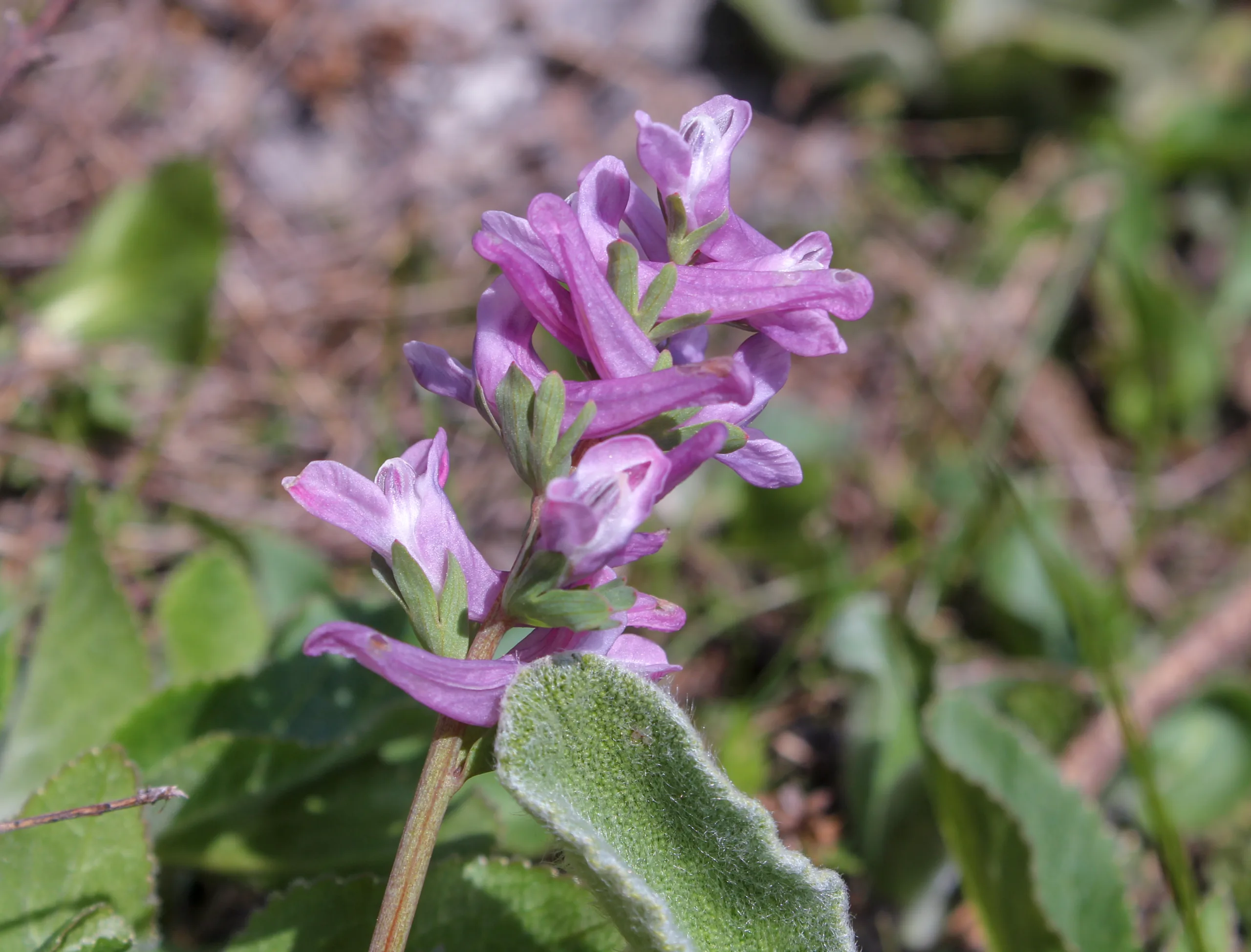 Corydalis wendelboi
