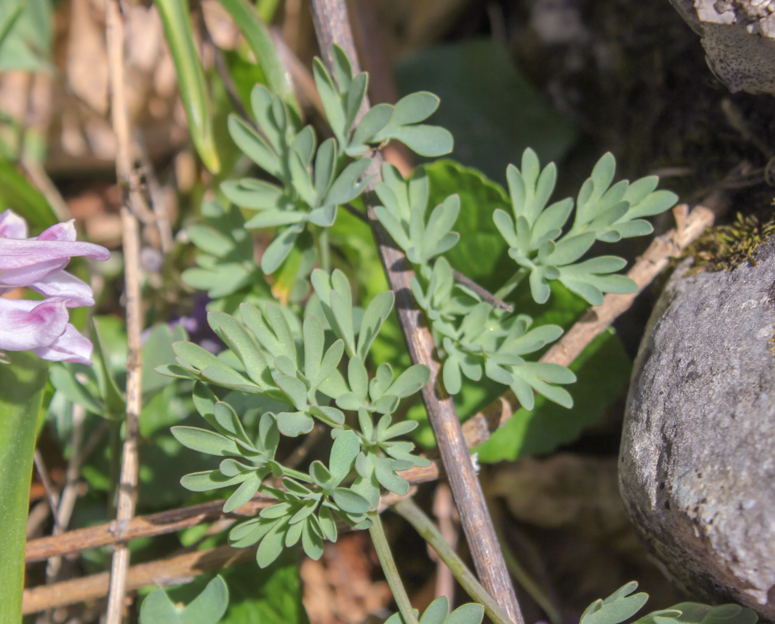 Corydalis wendelboi