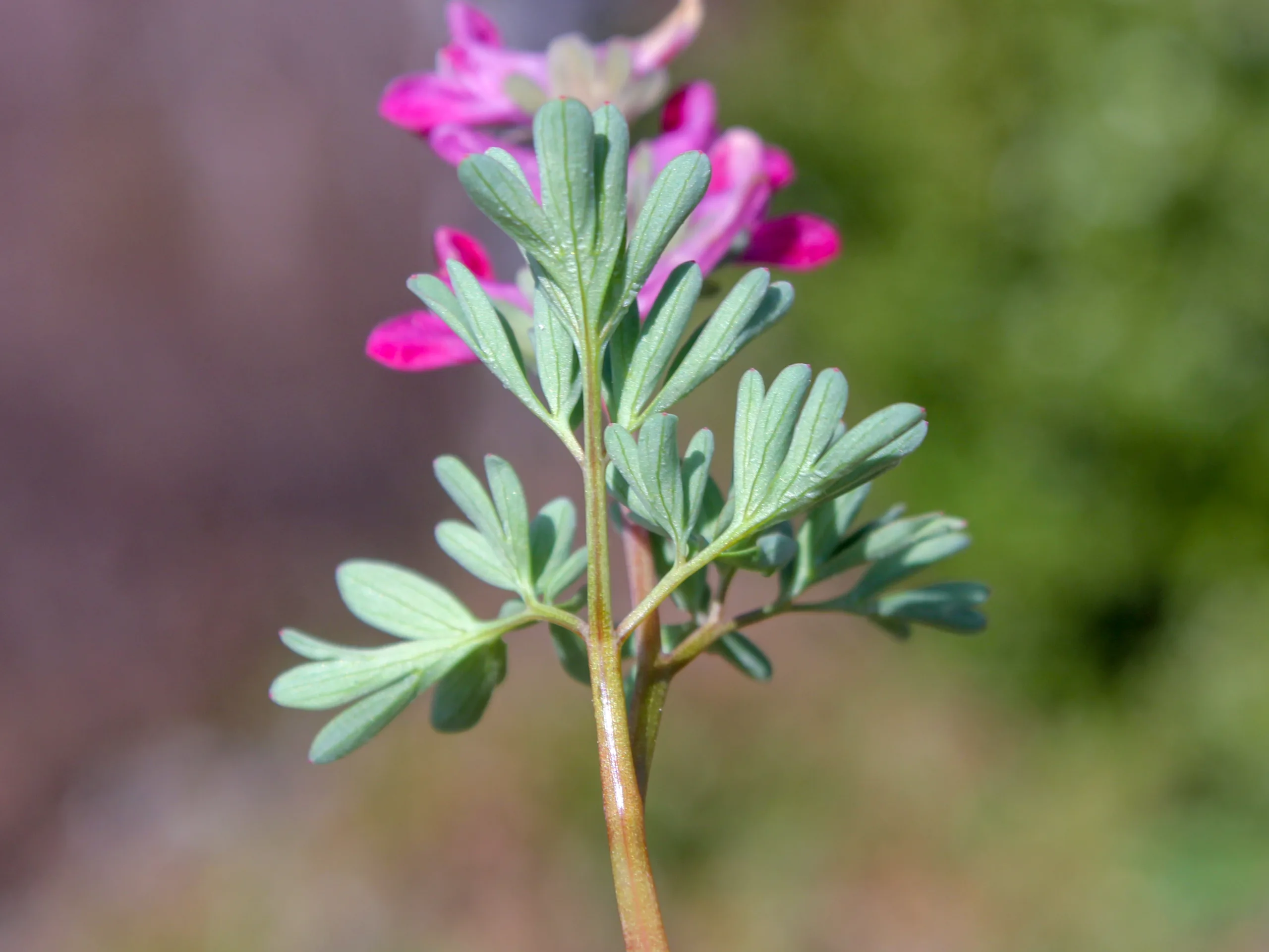 Corydalis wendelboi