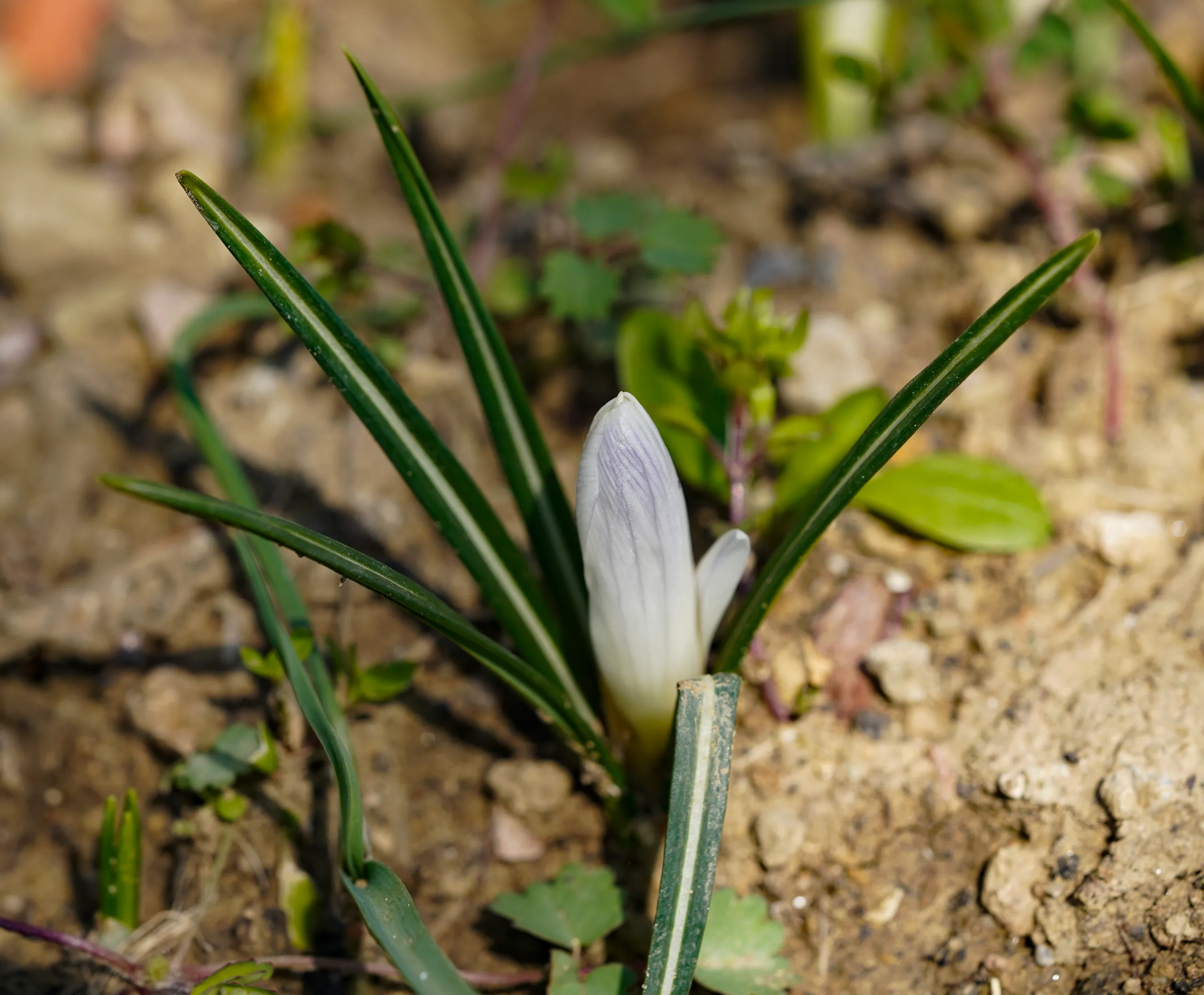 Crocus vernus