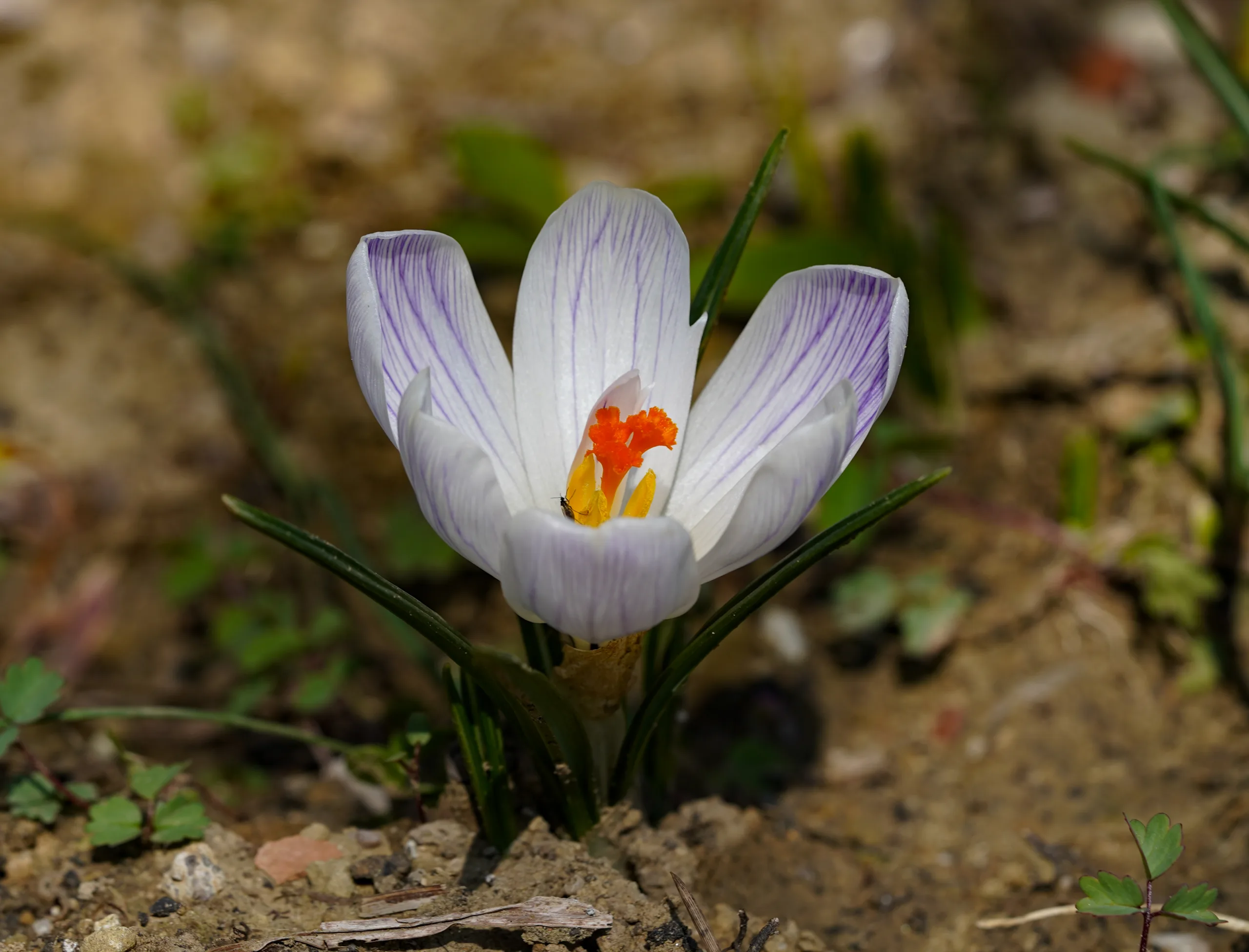 Crocus vernus