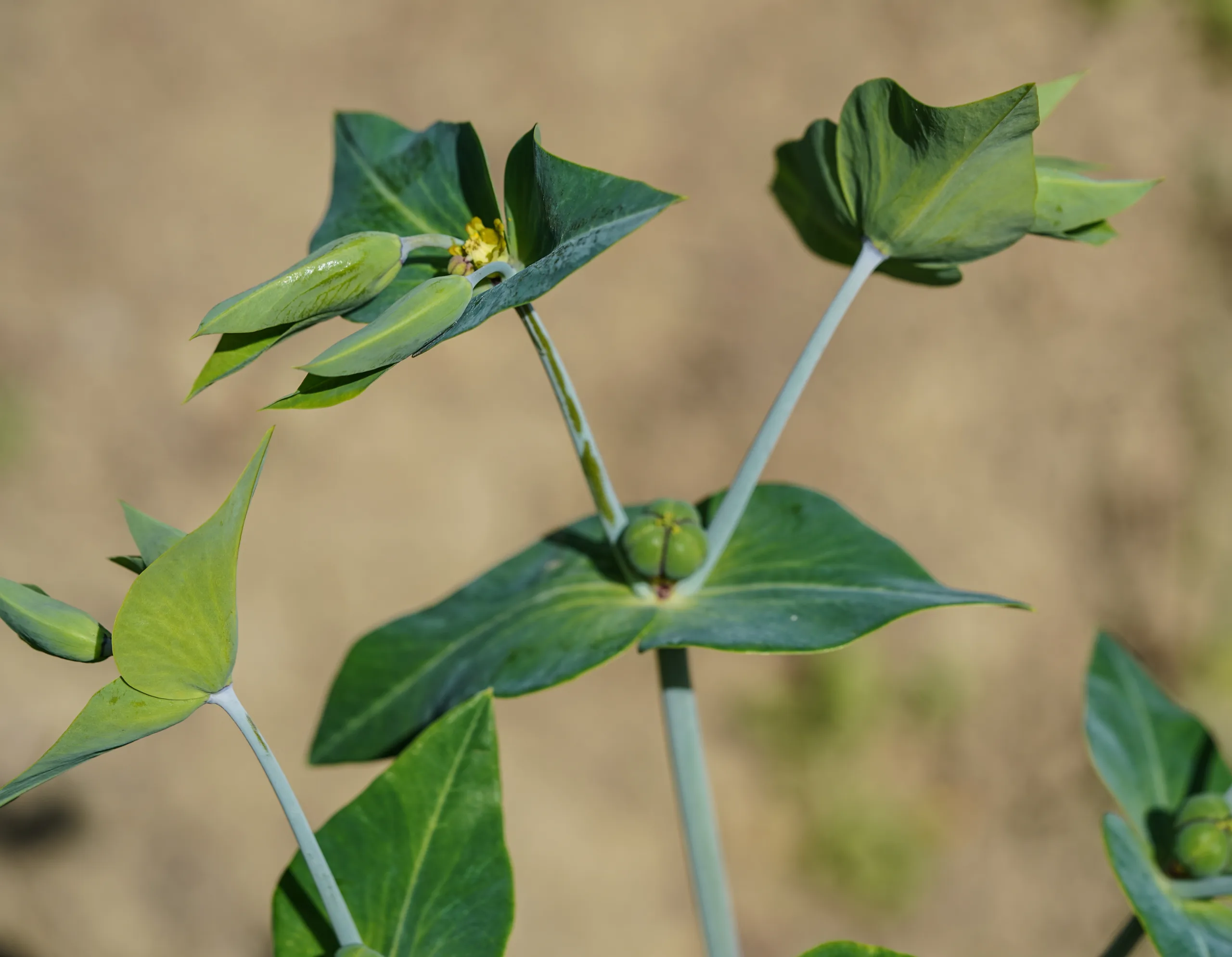 Euphorbia lathyris