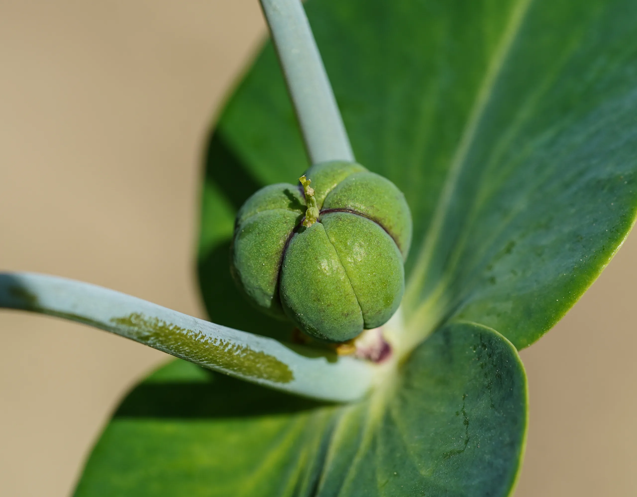 Euphorbia lathyris