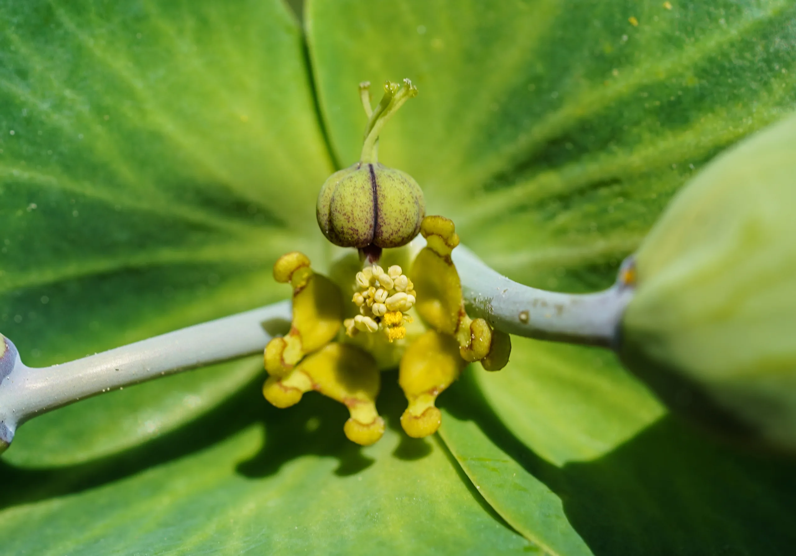 Euphorbia lathyris